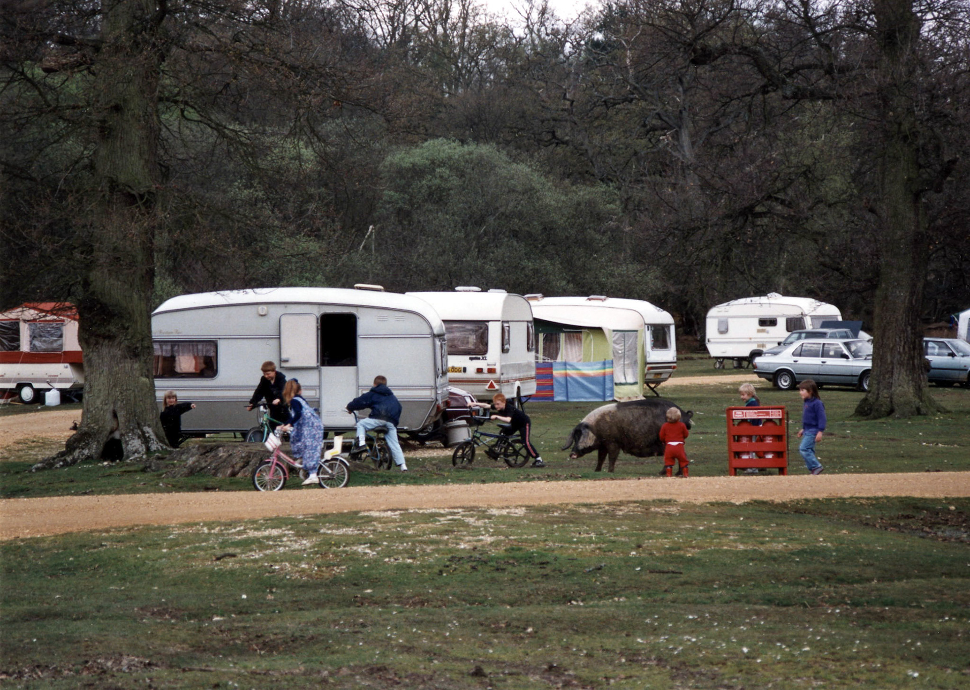 Camping in the New Forest