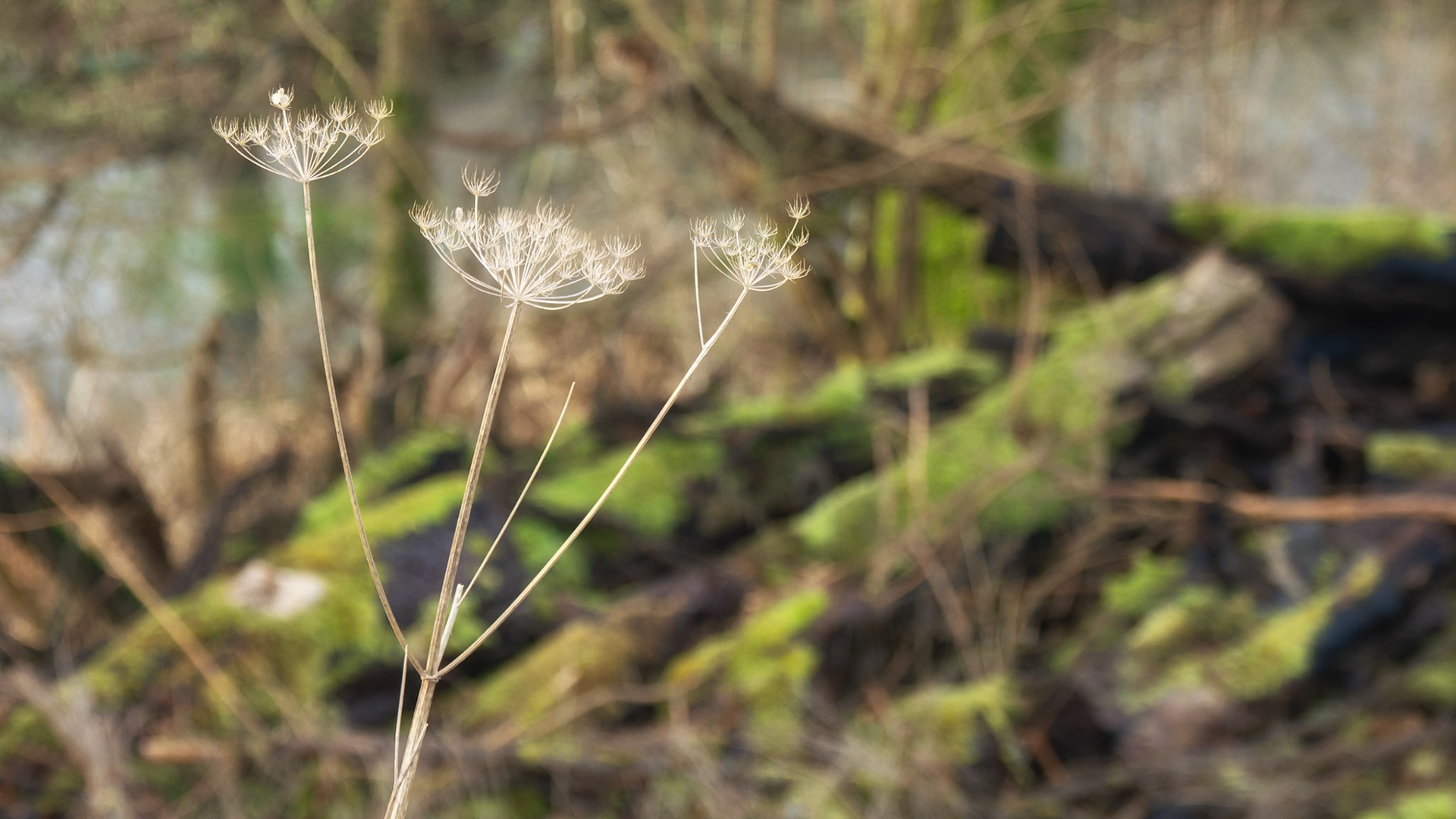 Letcombe Valley Nature Reserve