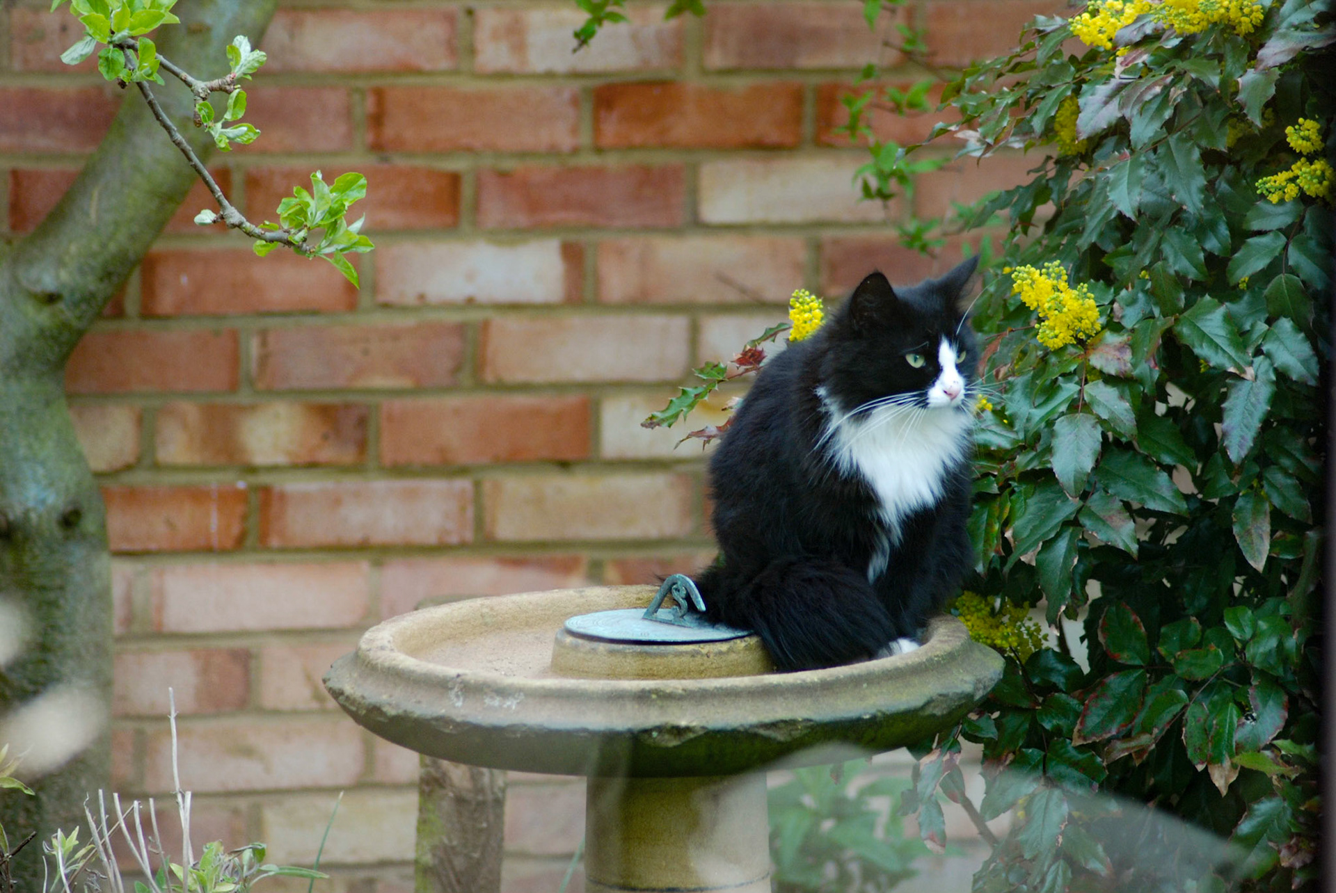 Jemima waiting at the bird bath for tea