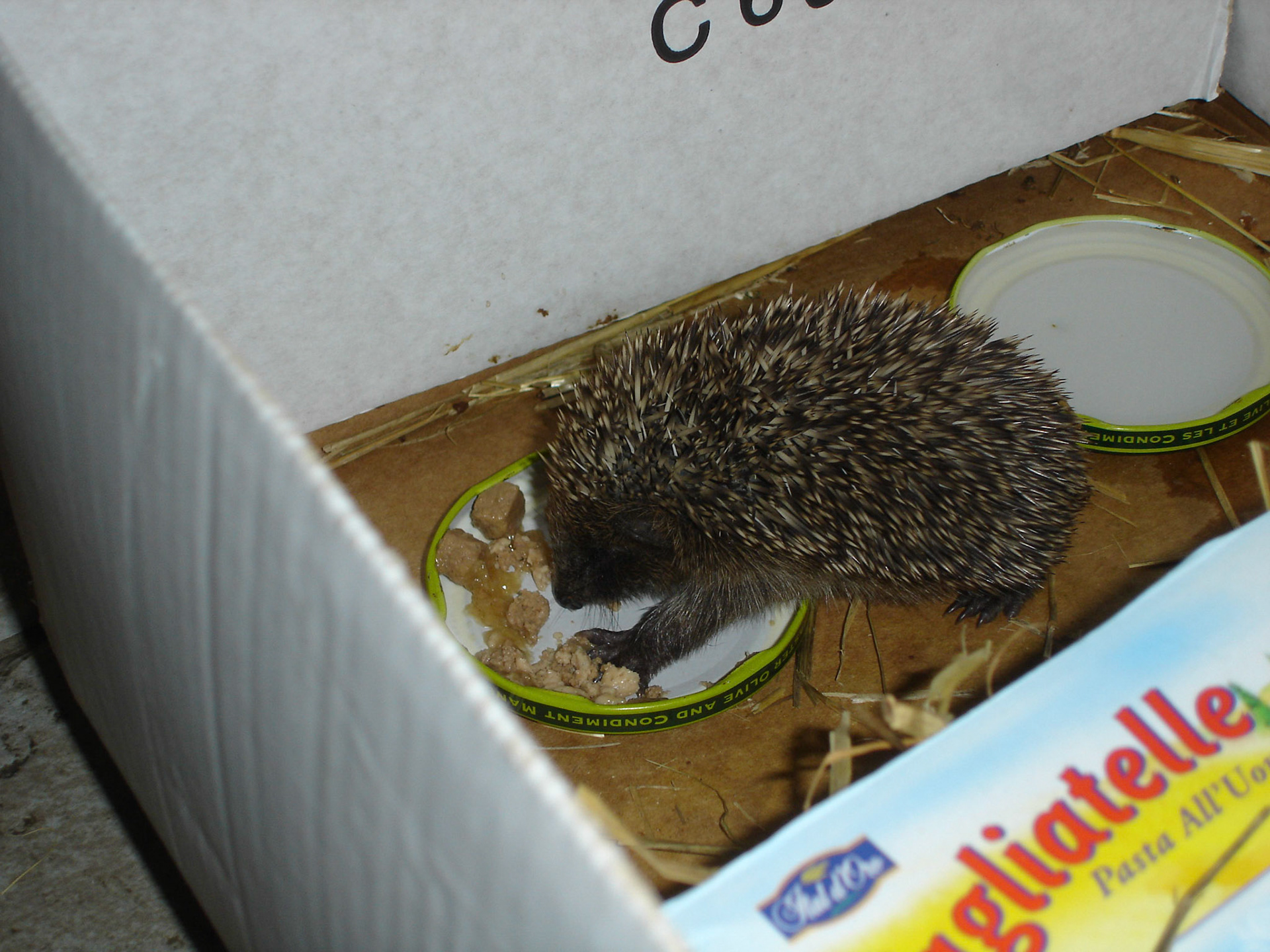 A stray hedgehog being fed