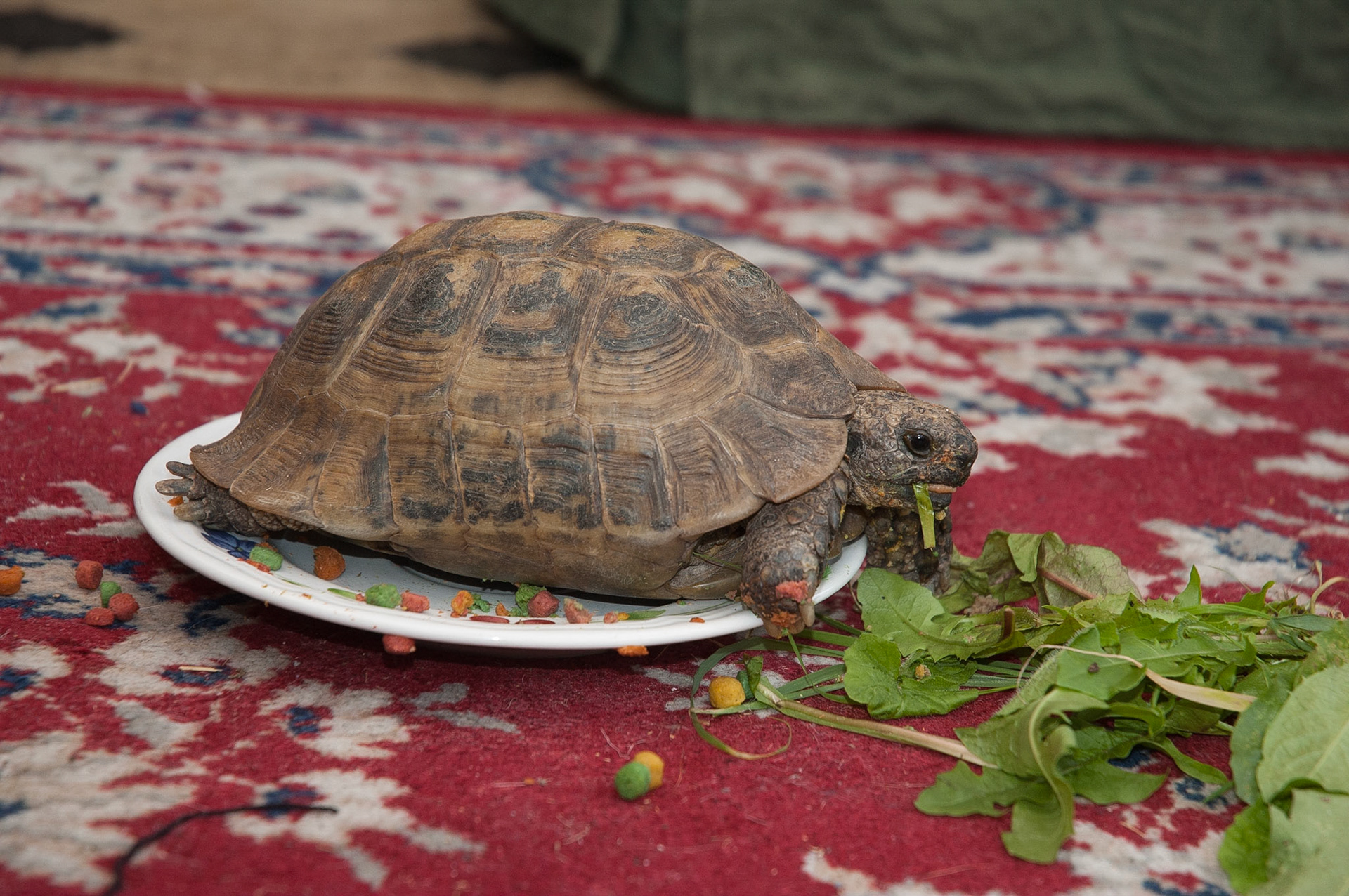 Herbie