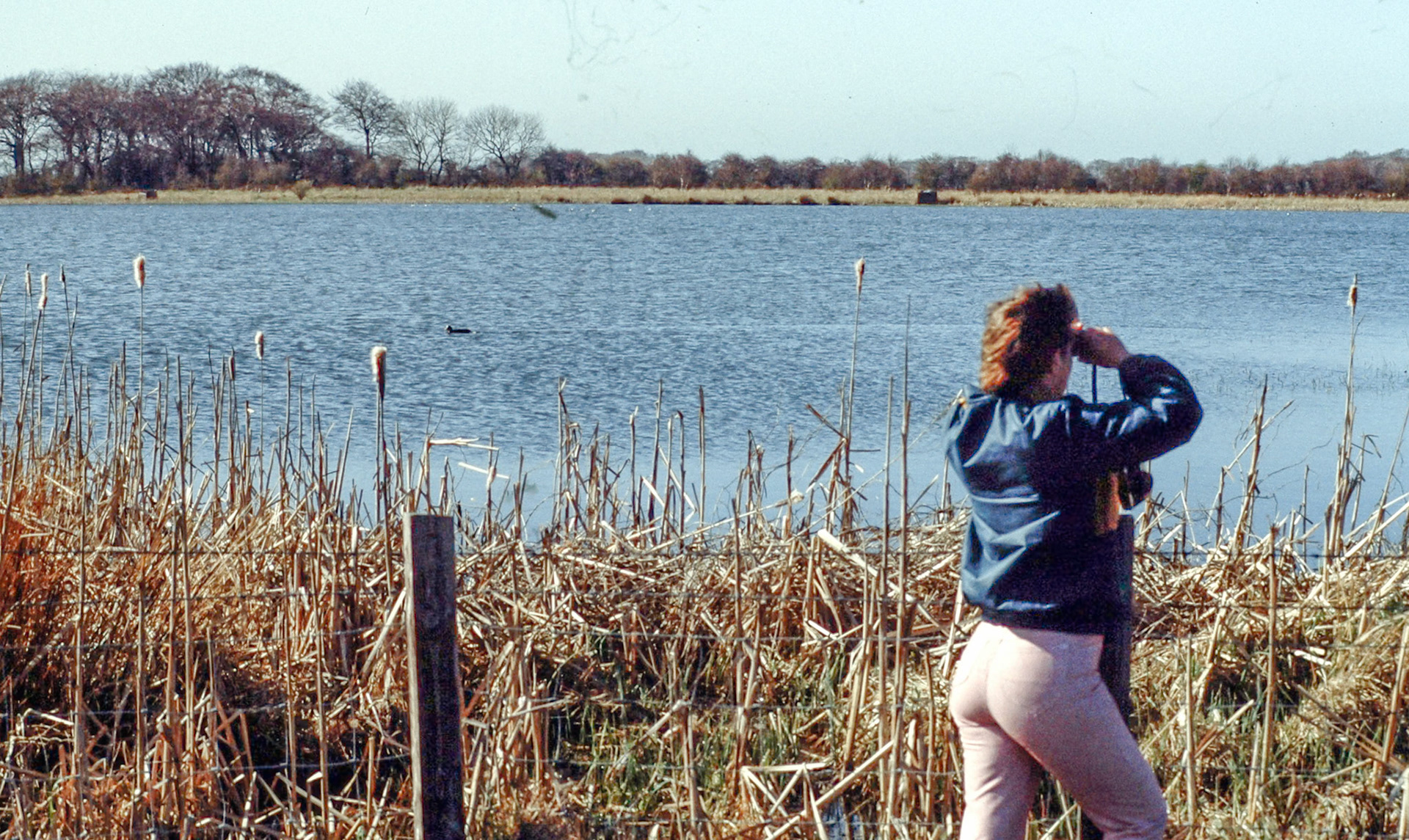 Holywell wildlife reserve (near Seaton Deleval)
