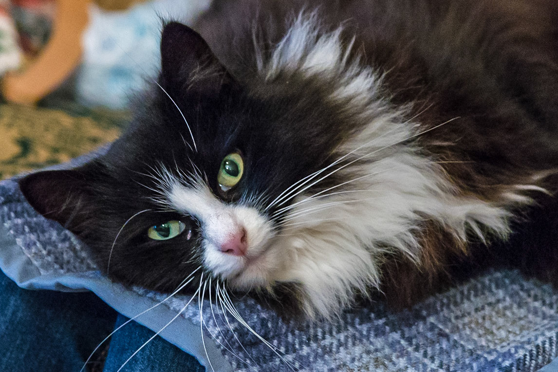 Jemima
