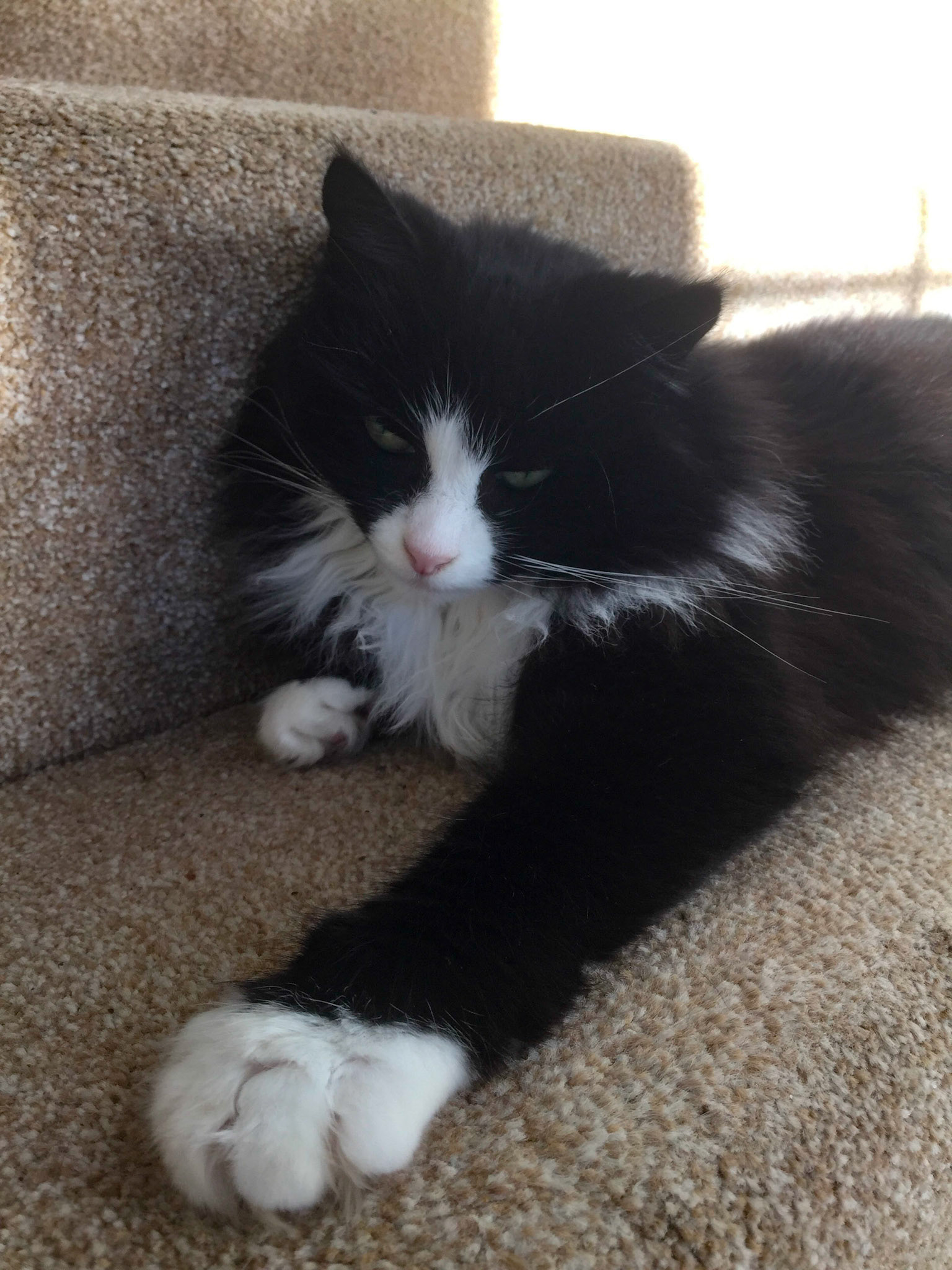 Jemima