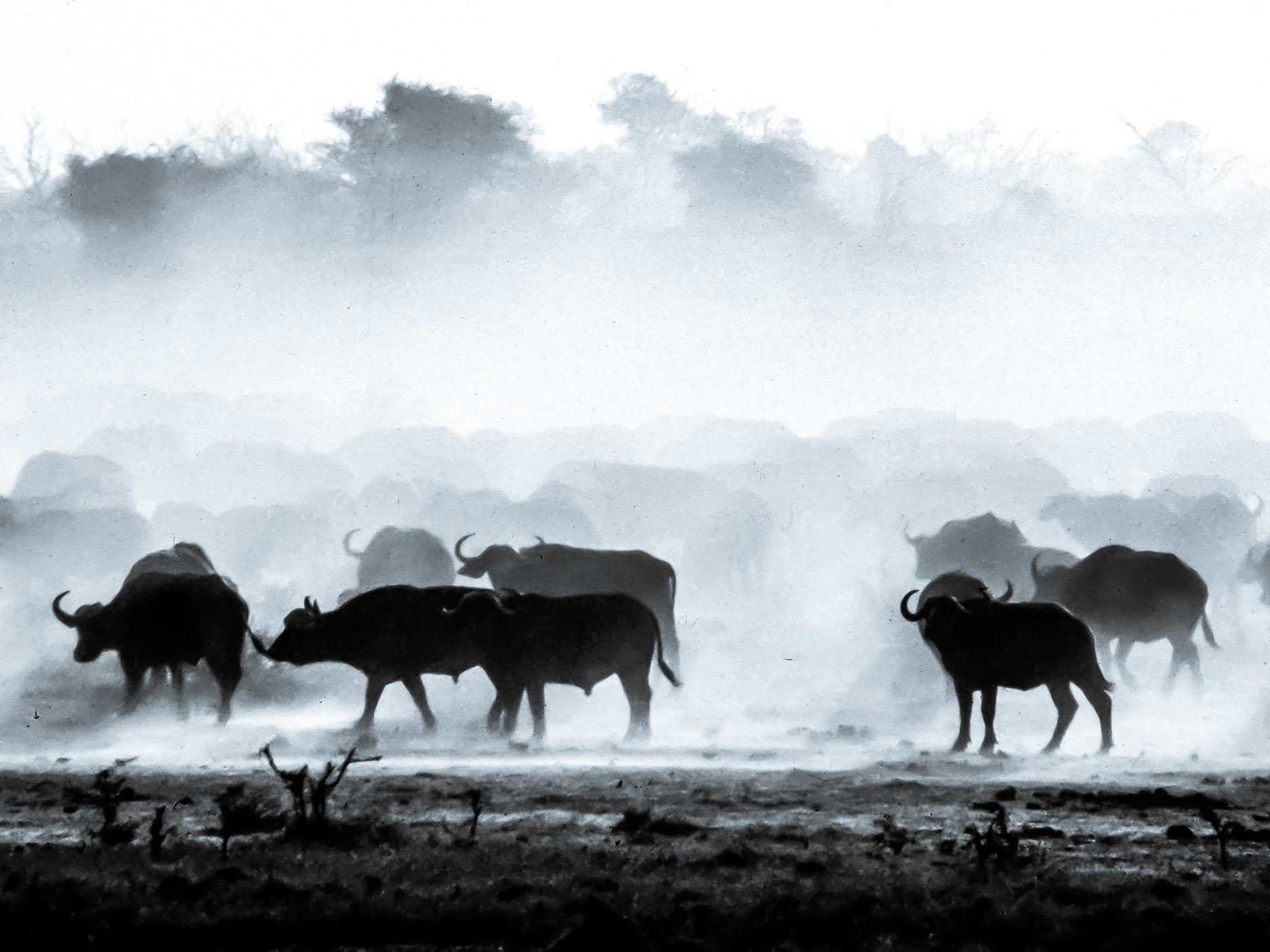 Buffalo Tsavo, Kenya 1982