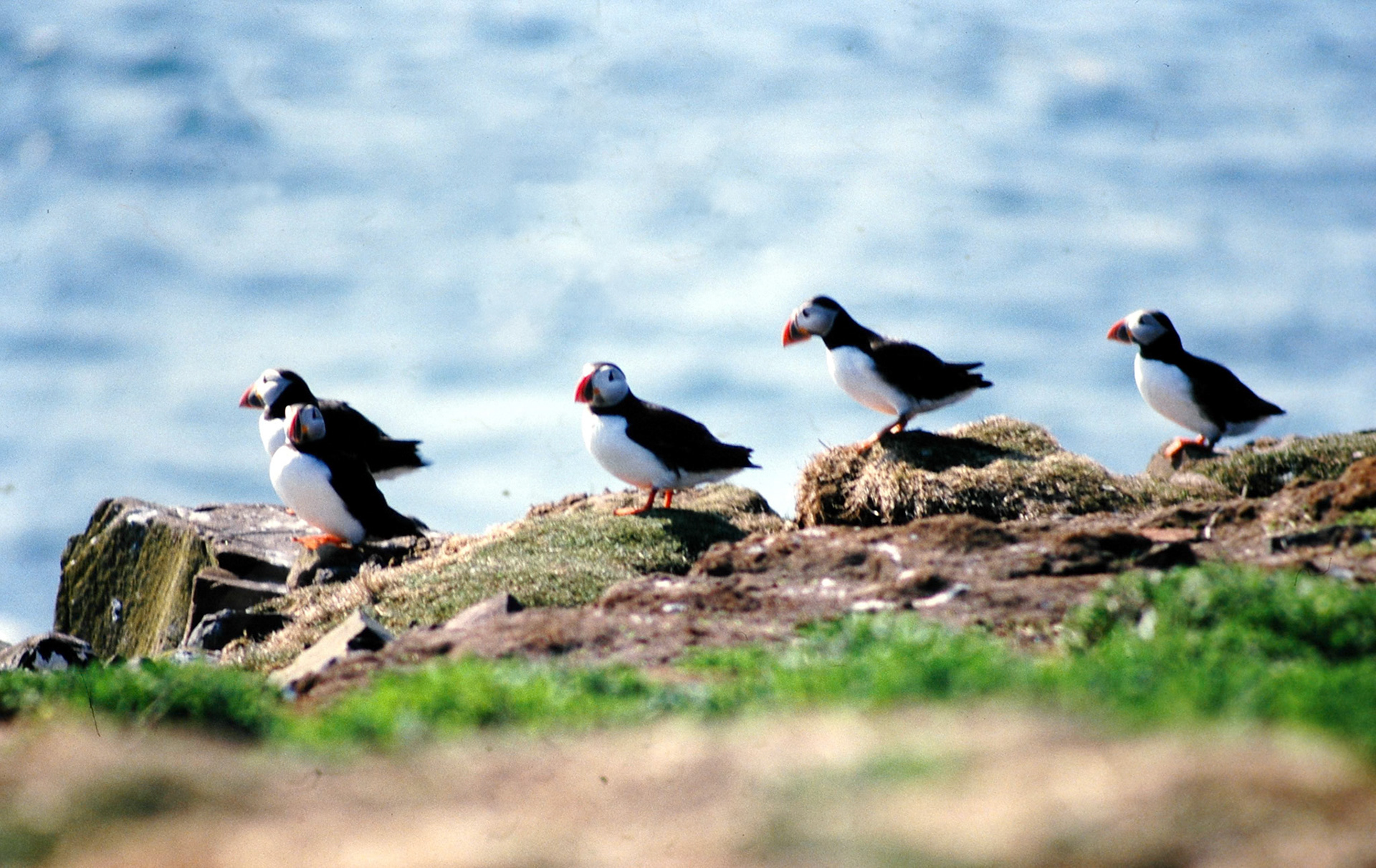 Puffins on the Farne Islands