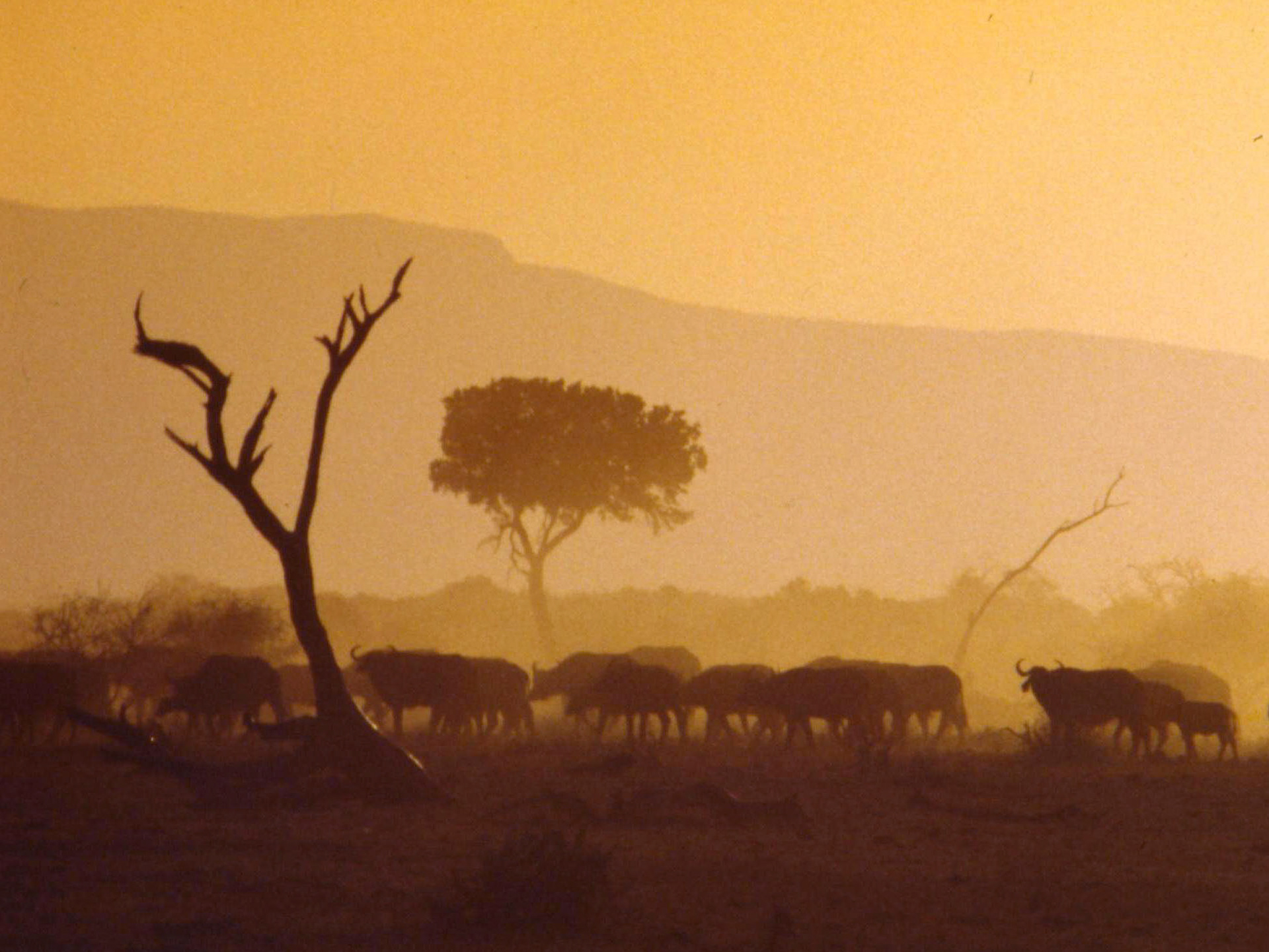 Buffalo Tsavo, Kenya 1982