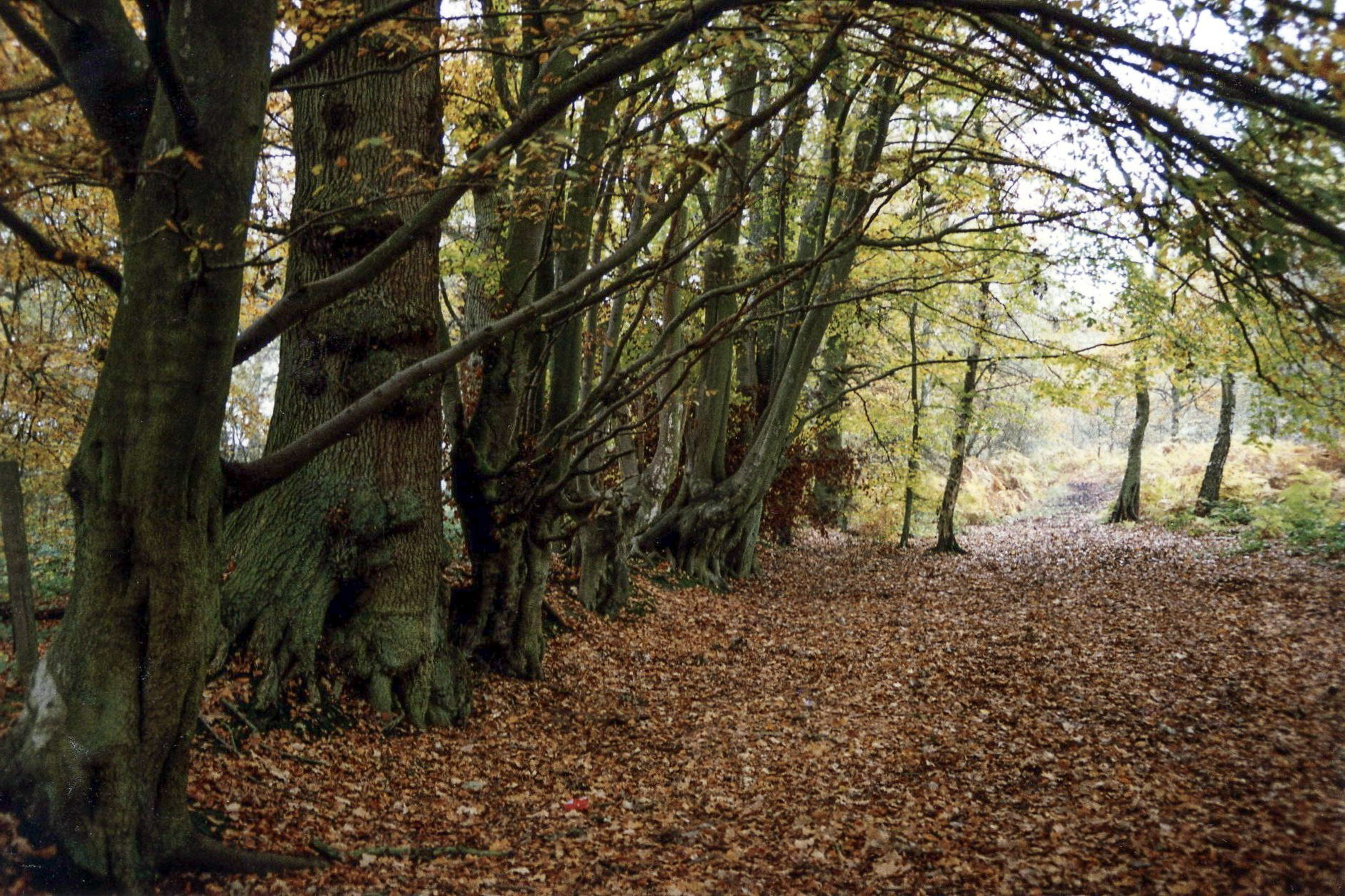 New Years Day Snelsmore Common 1-Jan-1987