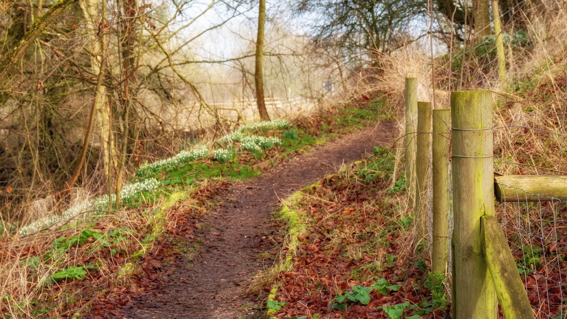 Snowdrops at Letcombe Valley Nature Reserve