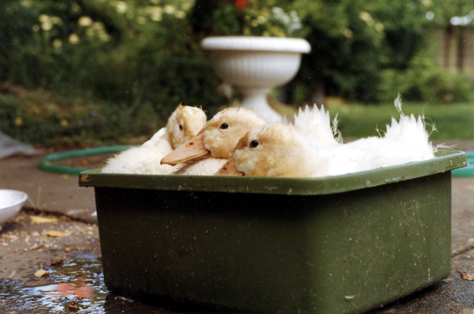 Our ducks 1982