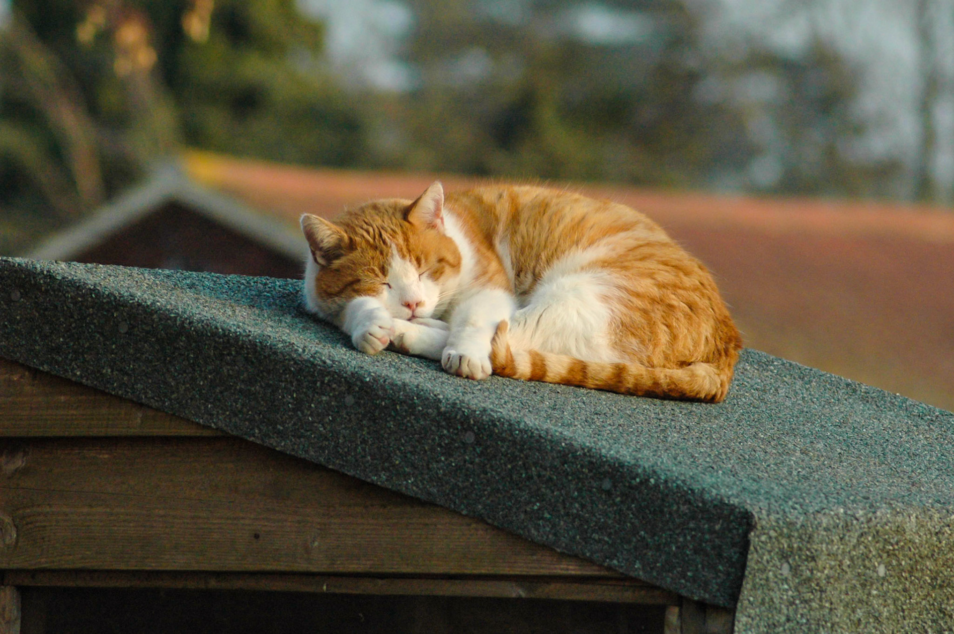 William on our shed roof