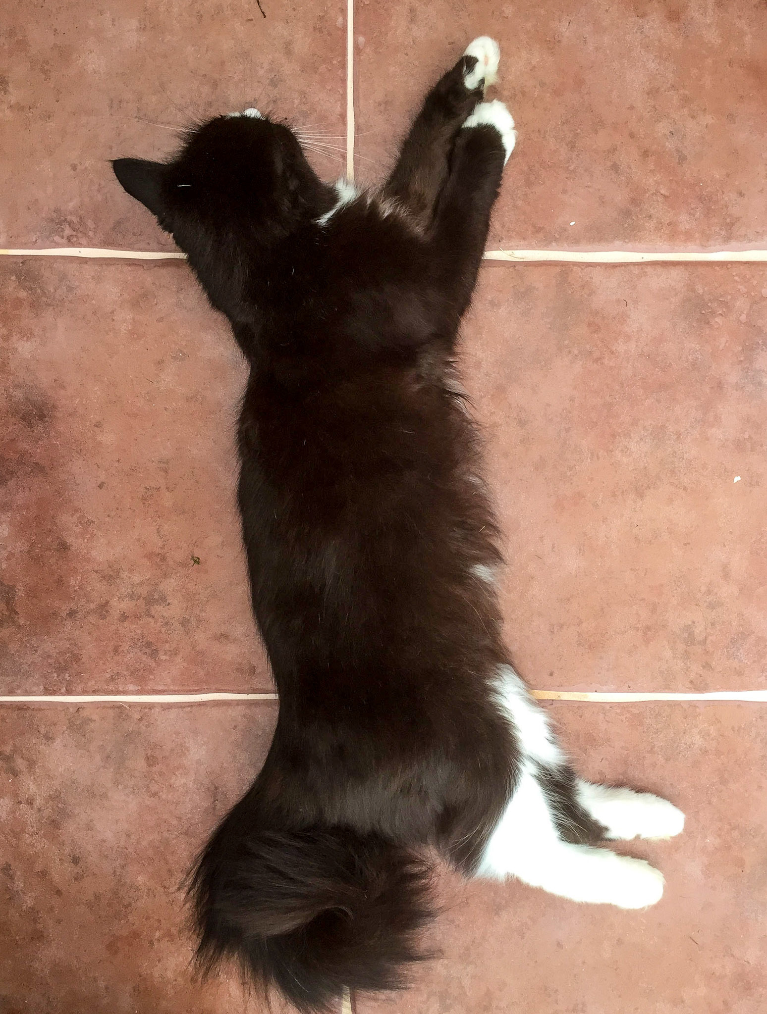 Jemima