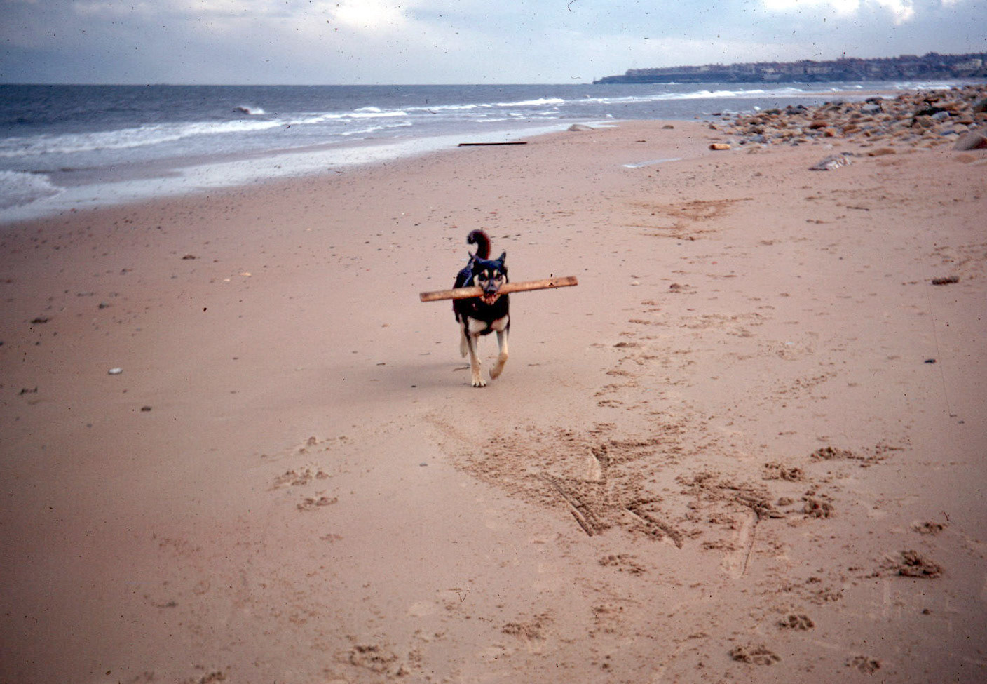 Smokey on the beach at Whitley Bay