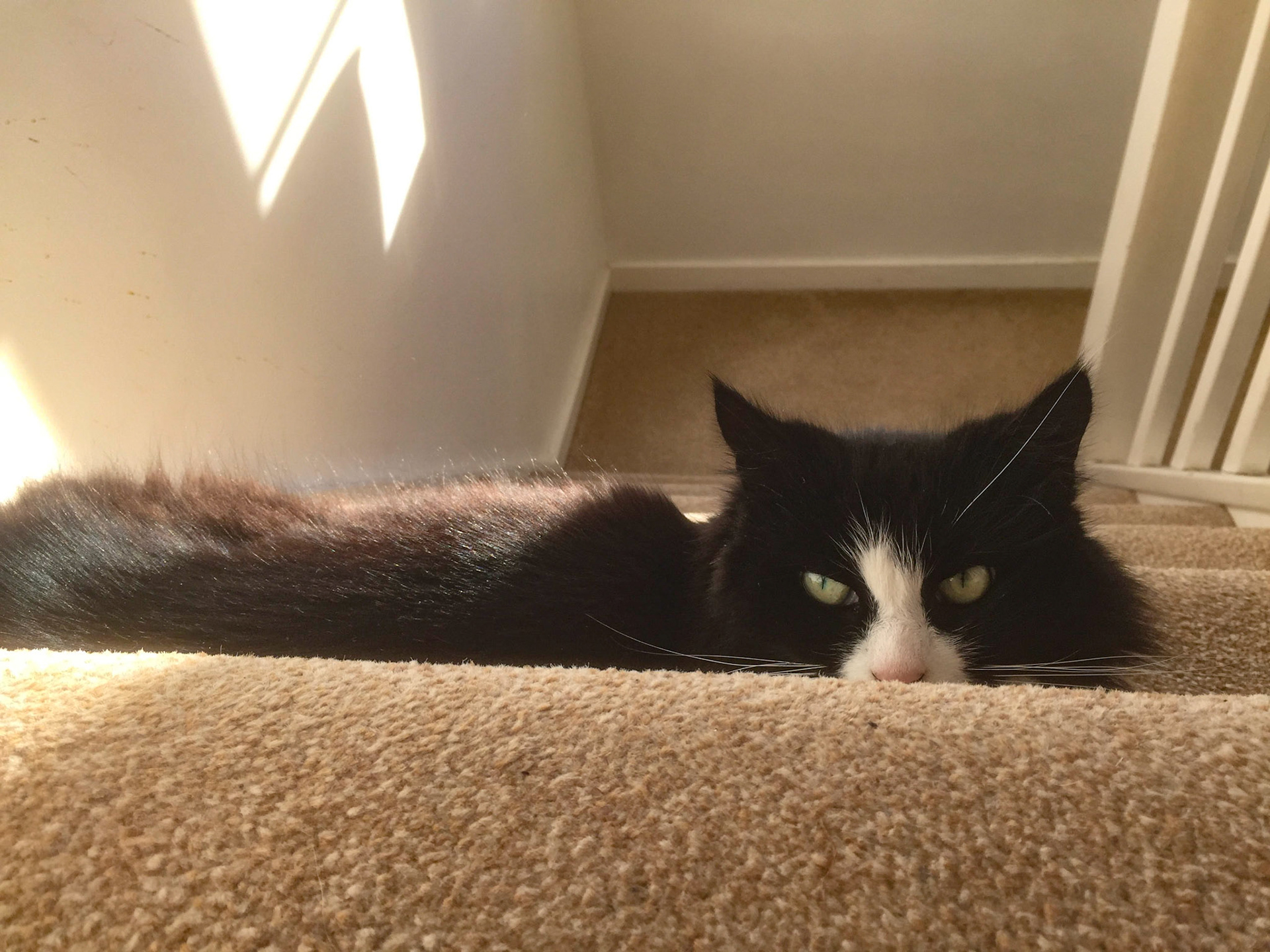 Jemima