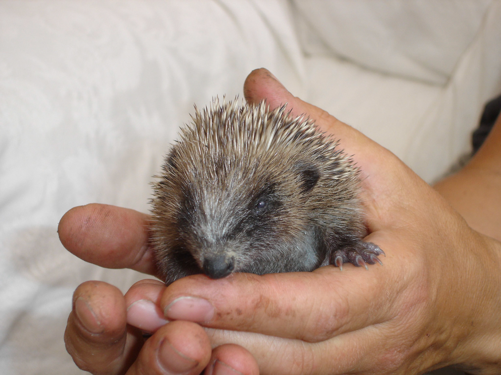 A stray hedgehog