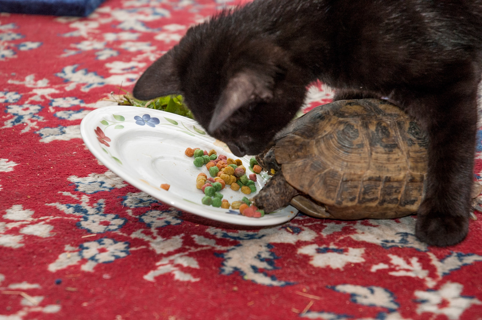 Alfred and Herbie