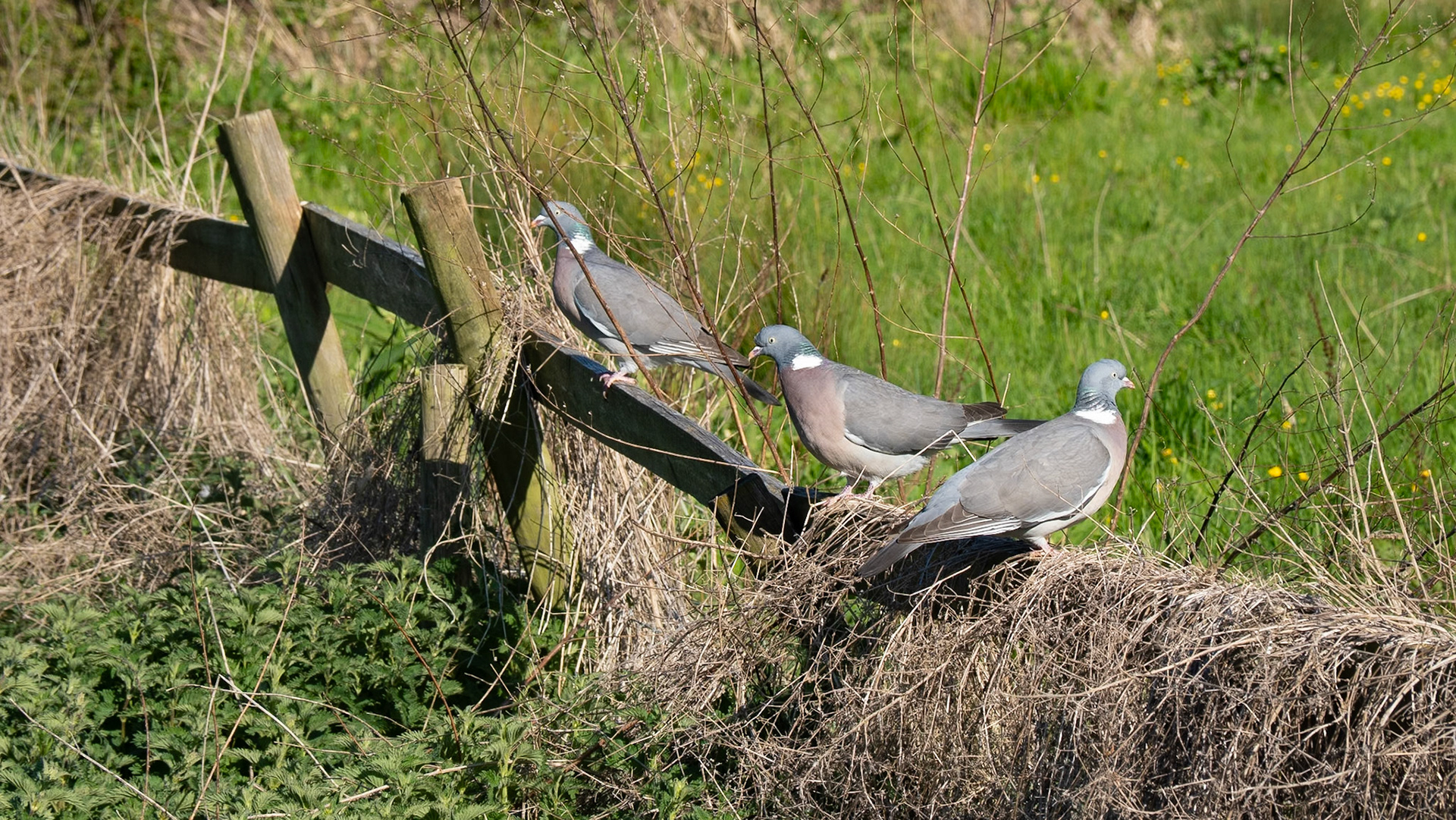 Pigeons at Ewelme