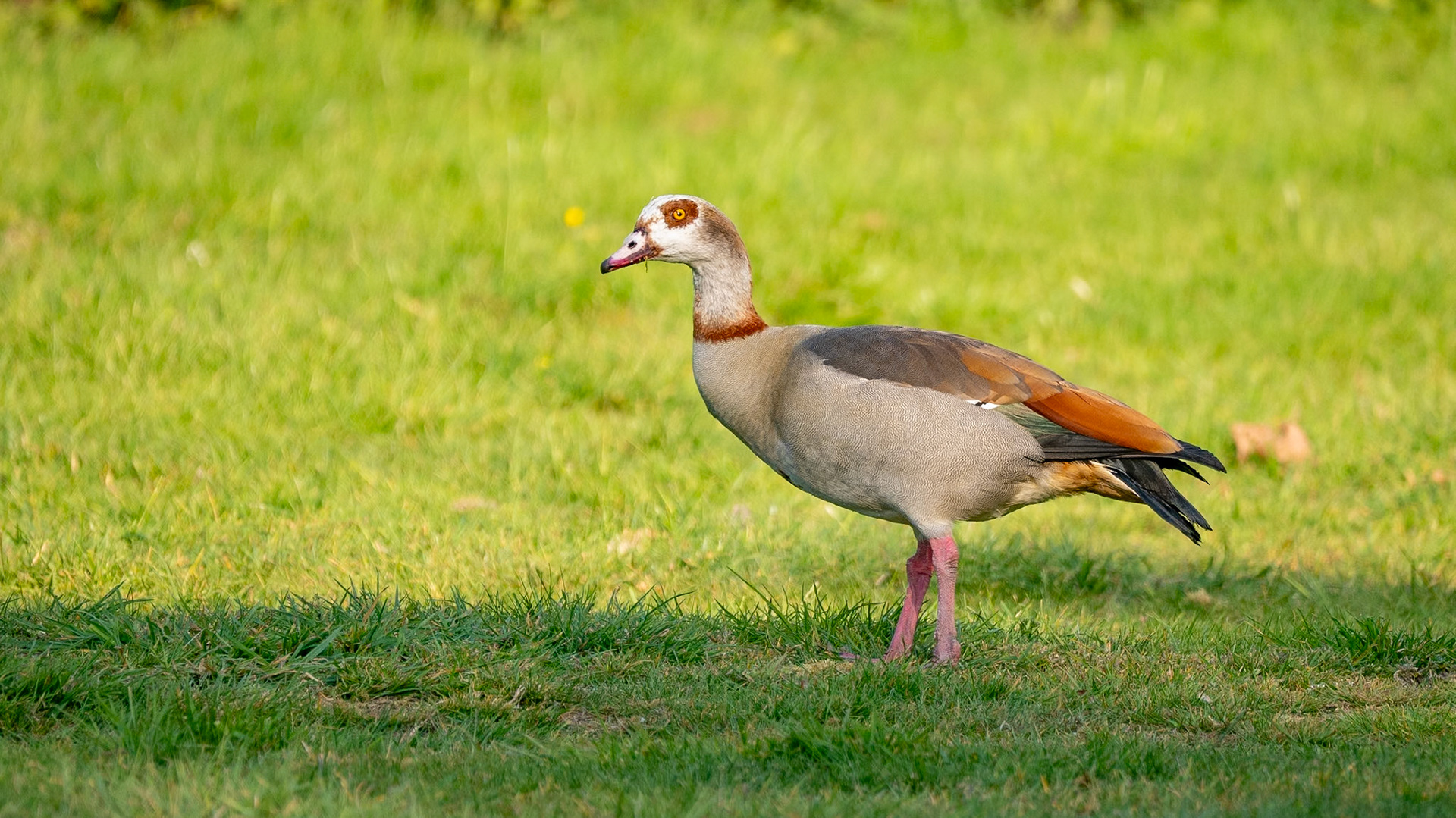 Egyptian goose at campsite