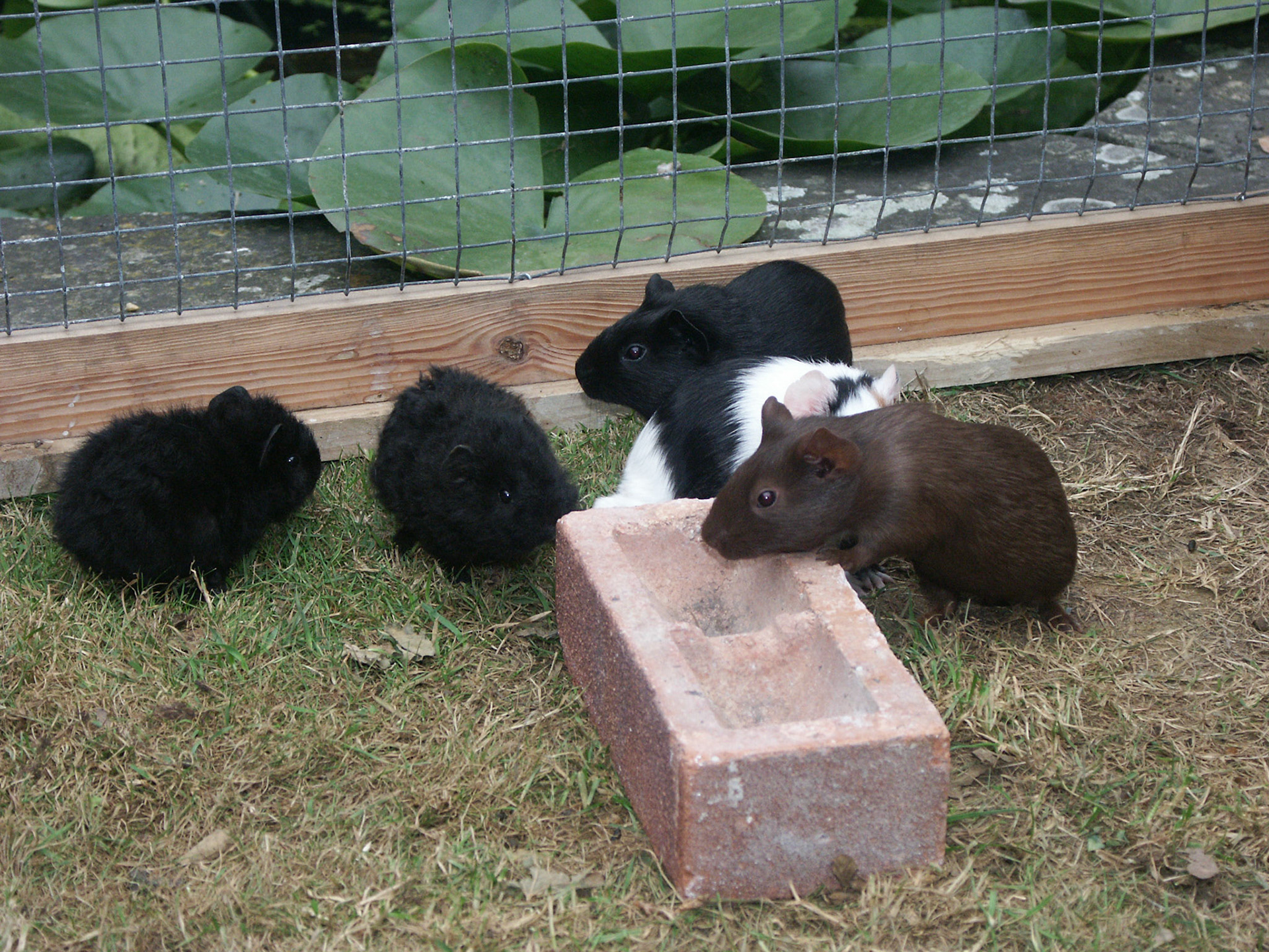 Guinea pigs