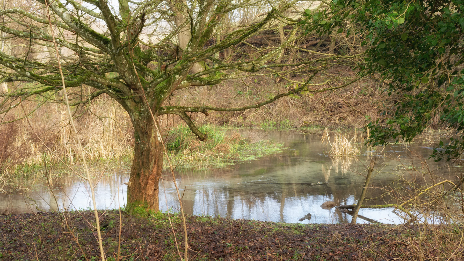 Letcombe Valley Nature Reserve