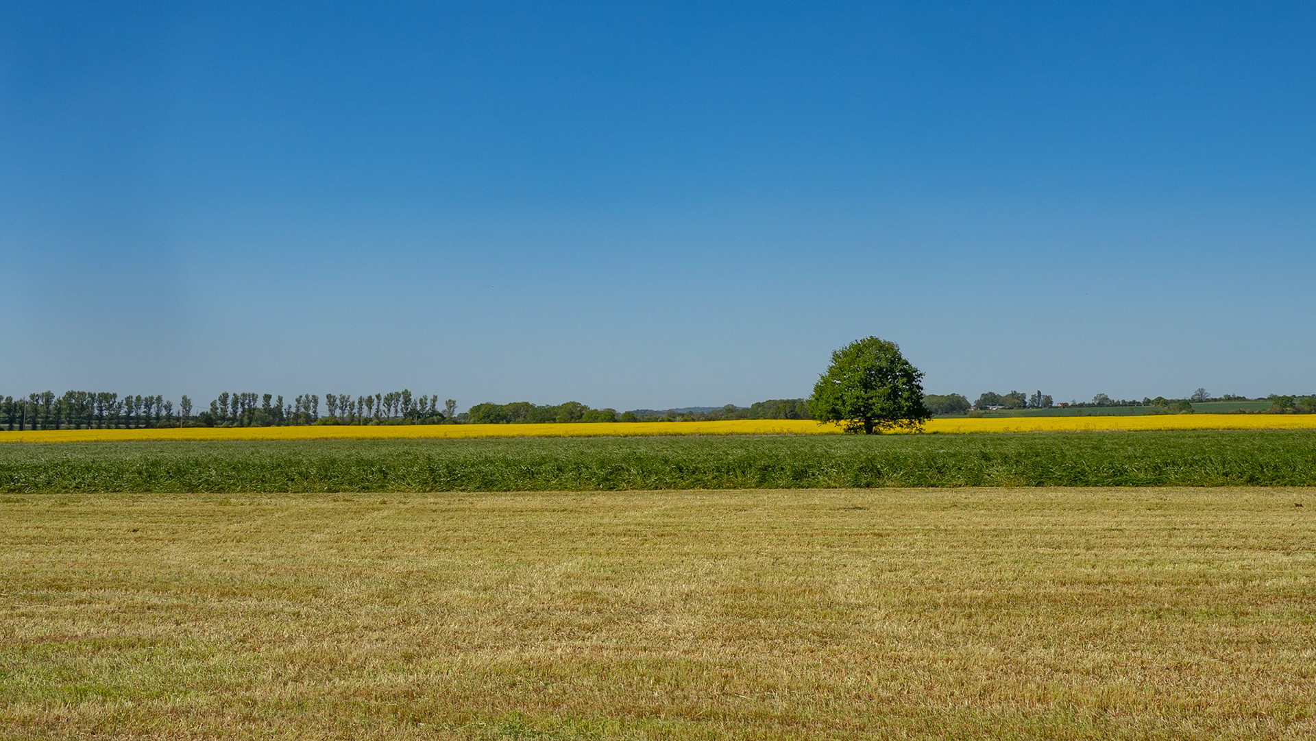 Country lane near to Roke