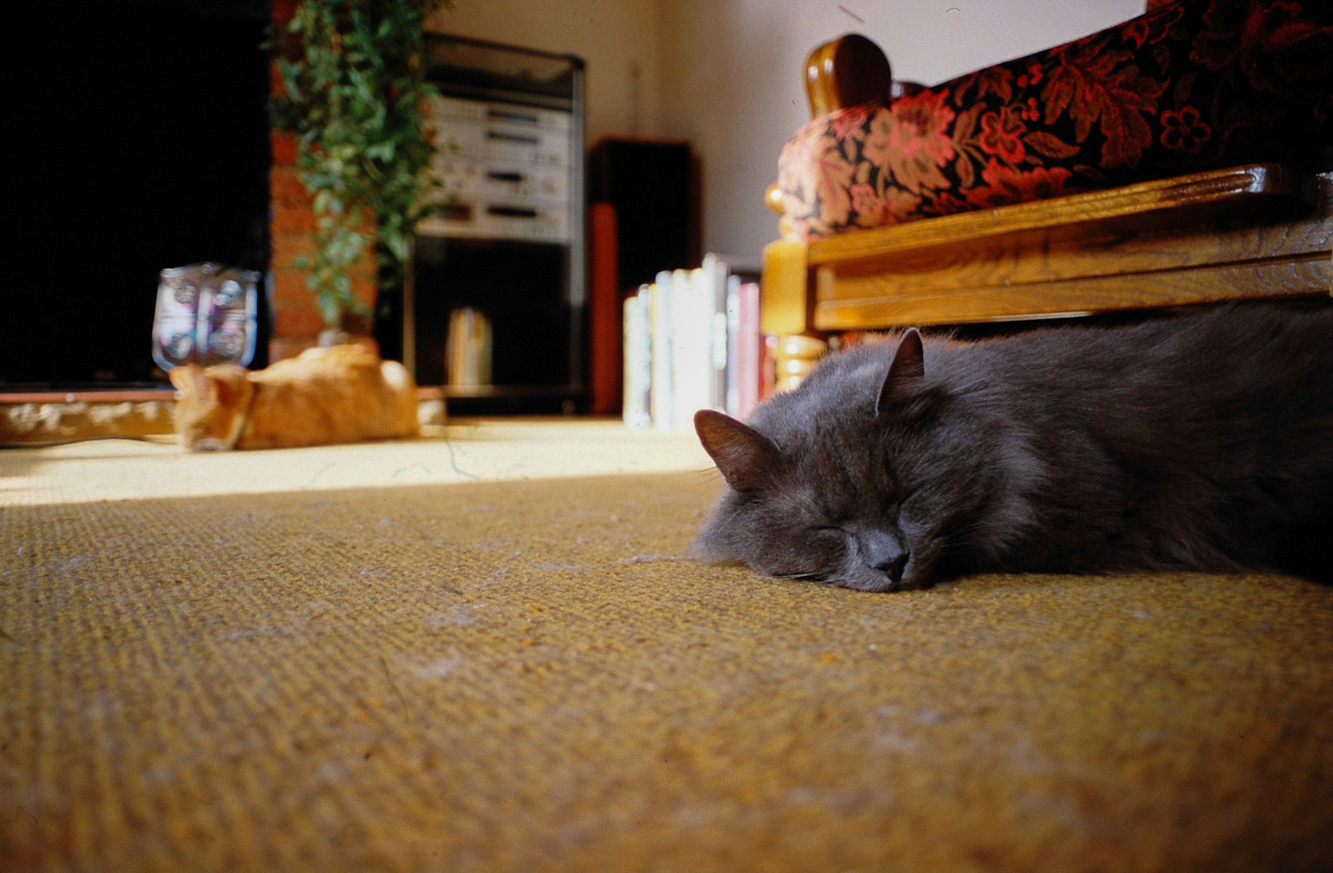 Cat naps