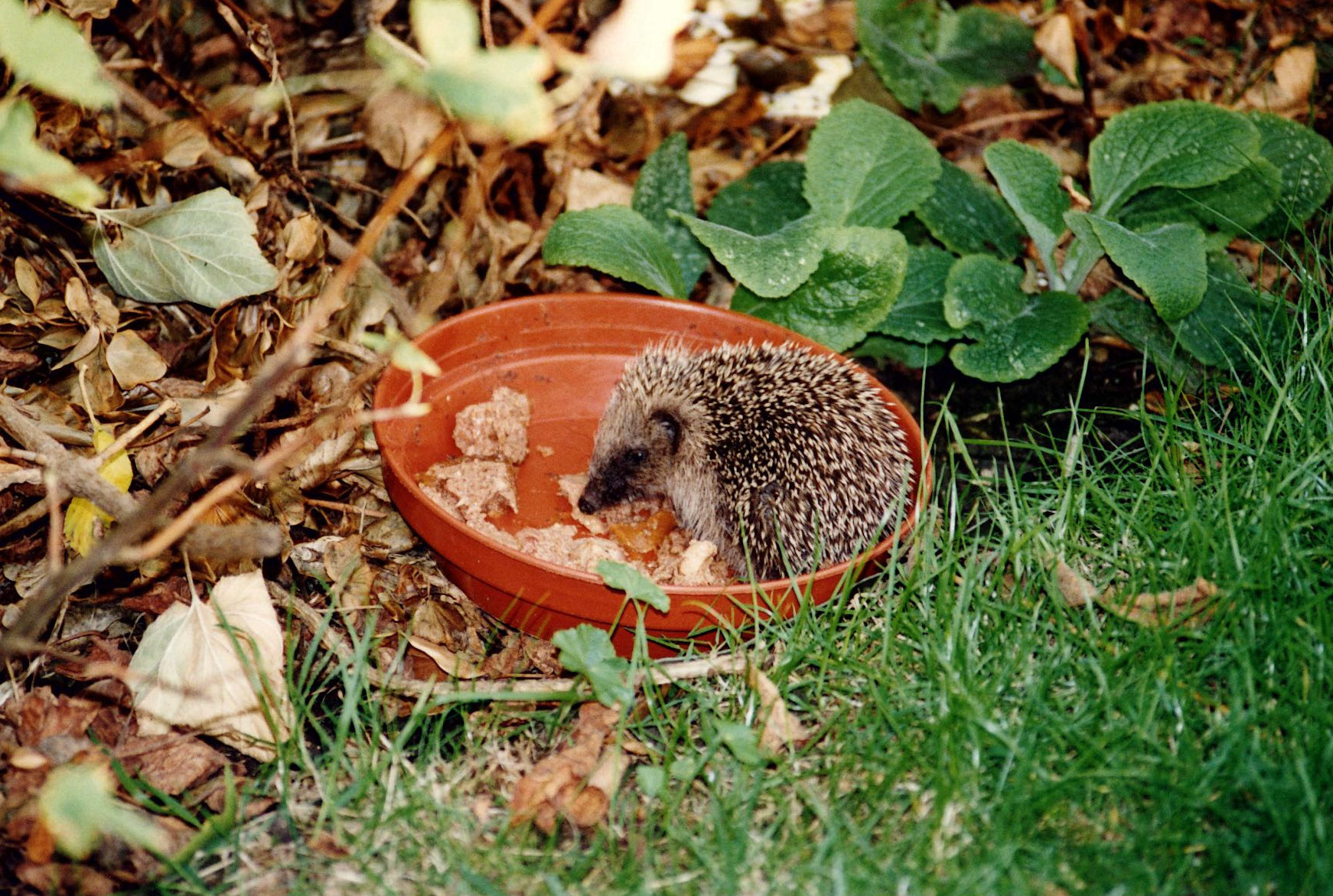 We looked after this little fella for a few days.