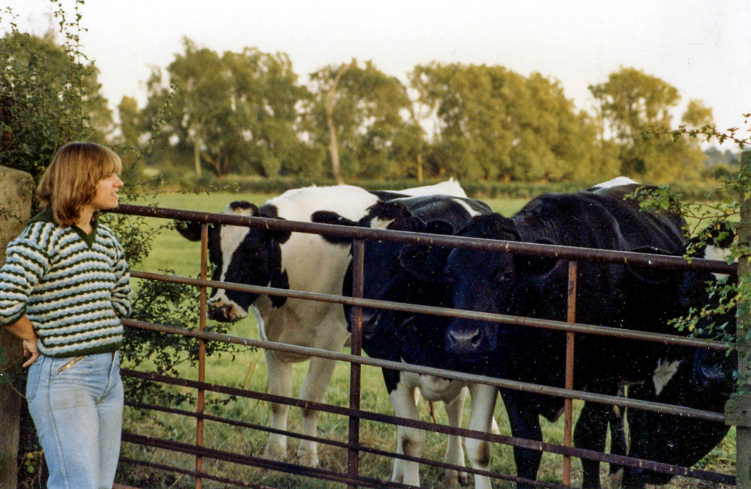 Lesley watching the Purton Stoke cows