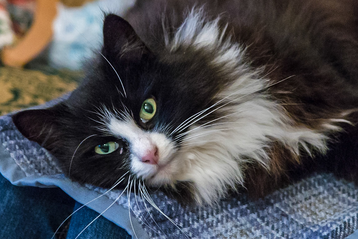 Jemima