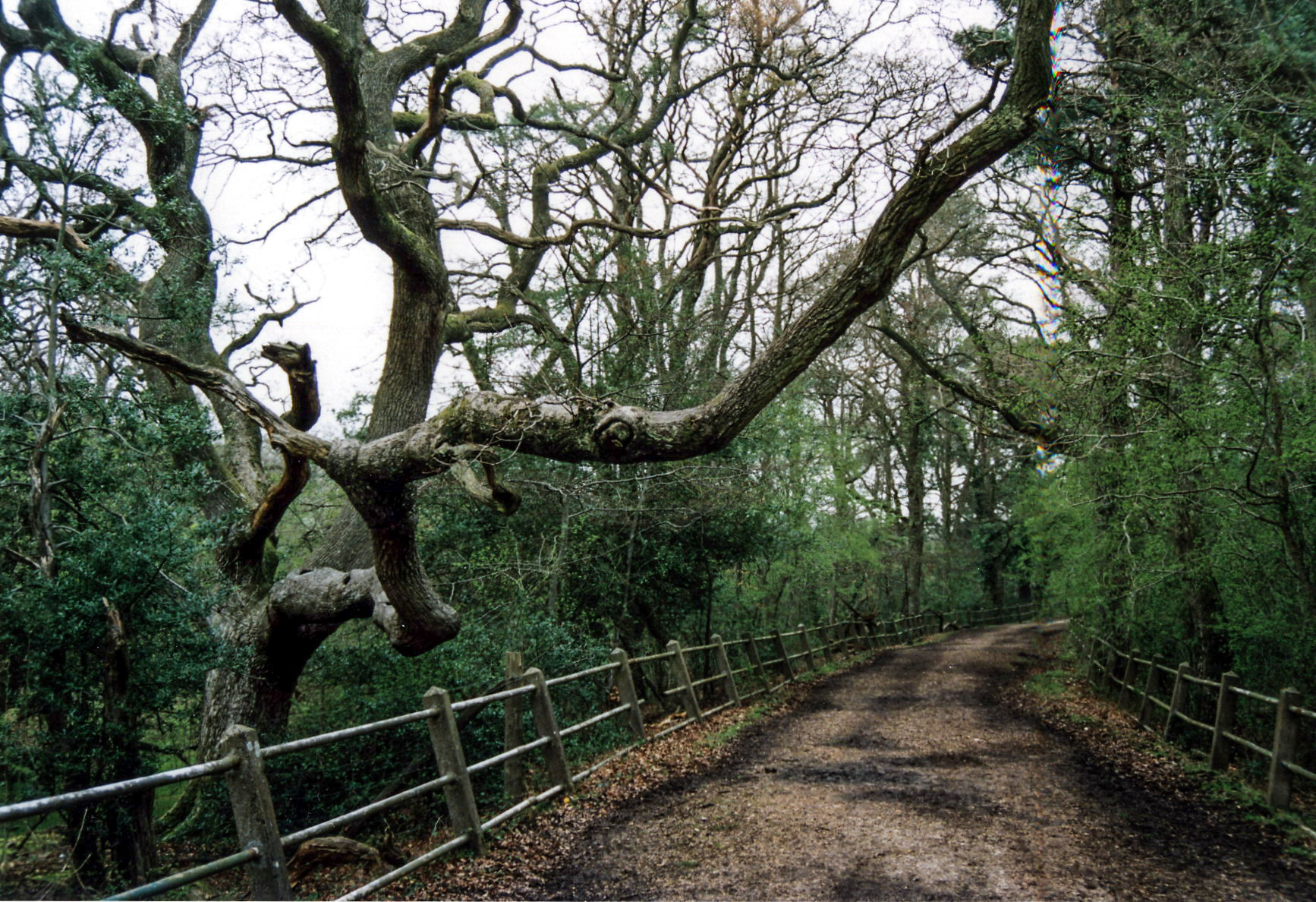 Camping in the New Forest