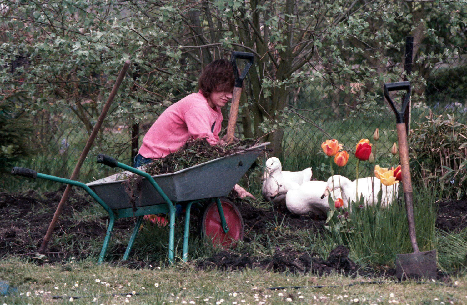 Lesley and our ducks at Purton Stoke