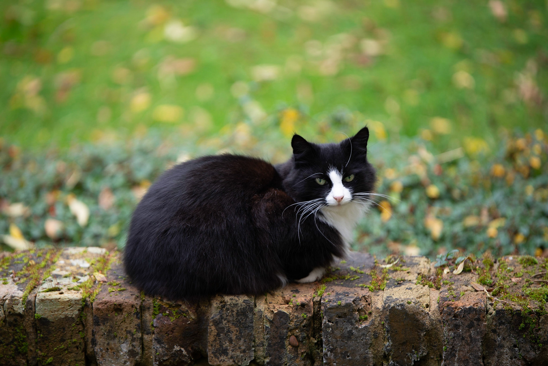 Jemima