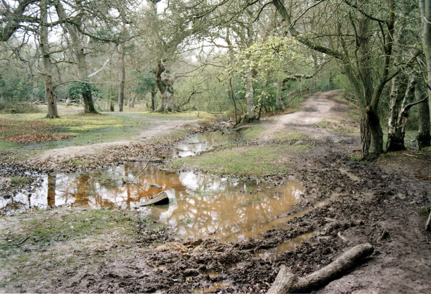 Camping in the New Forest