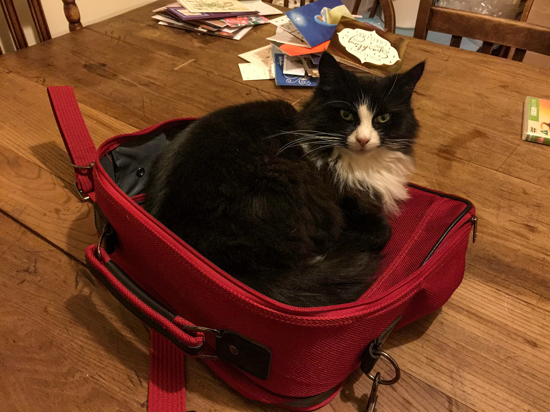Jemima - if I fits, I sits