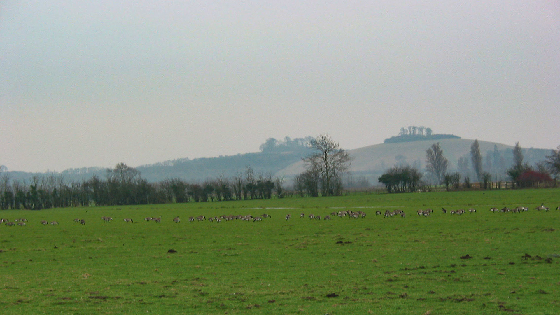 Wittenham Clumps on Annie's birthday 10 Dec 2002