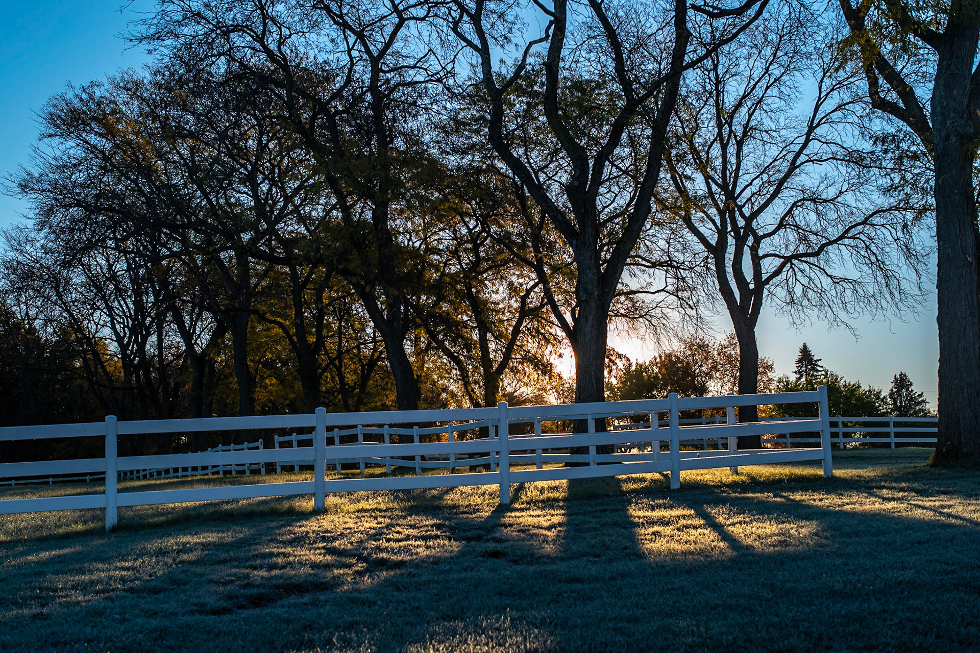 morning dew