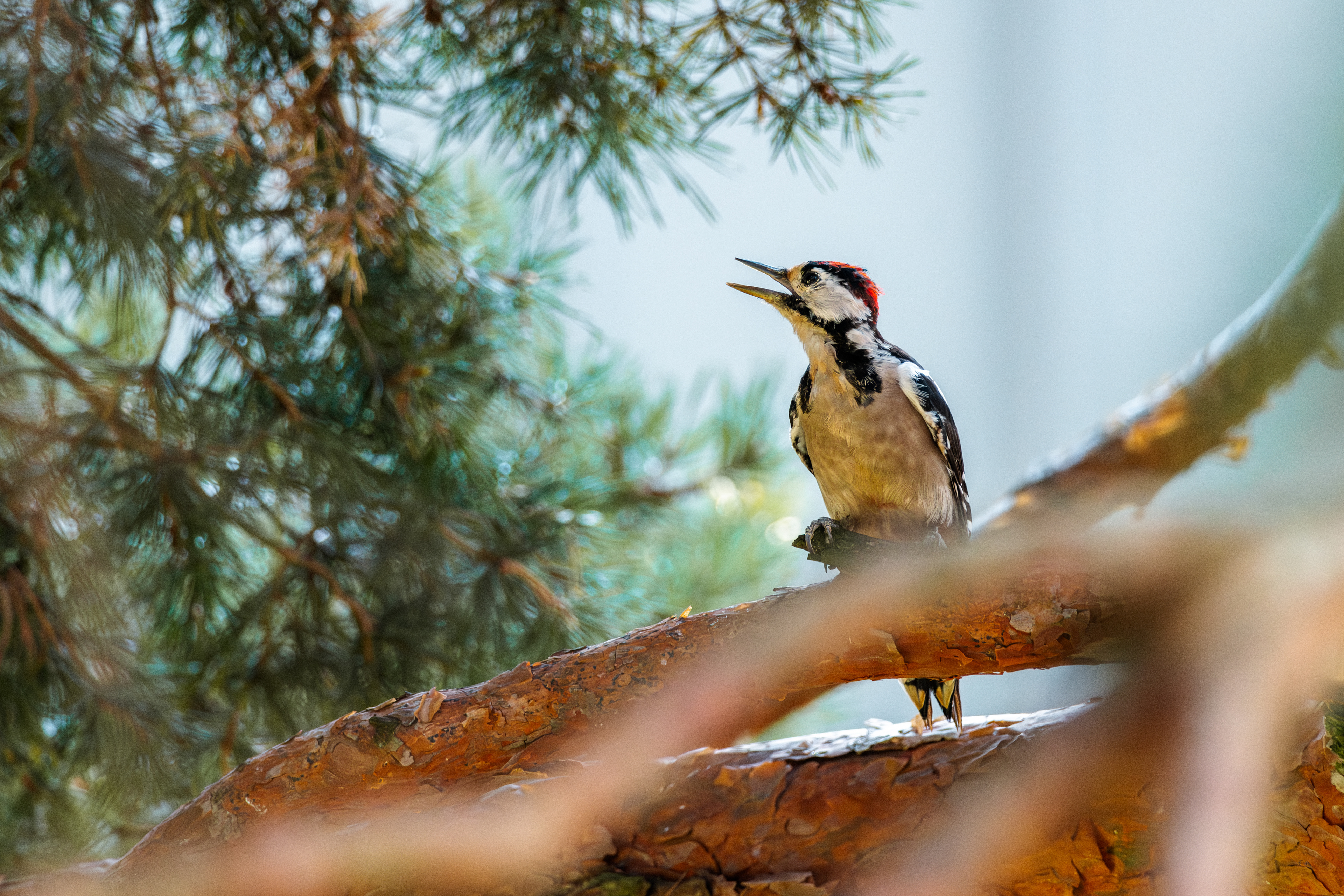 Gehört, bevor ich ihn sah.