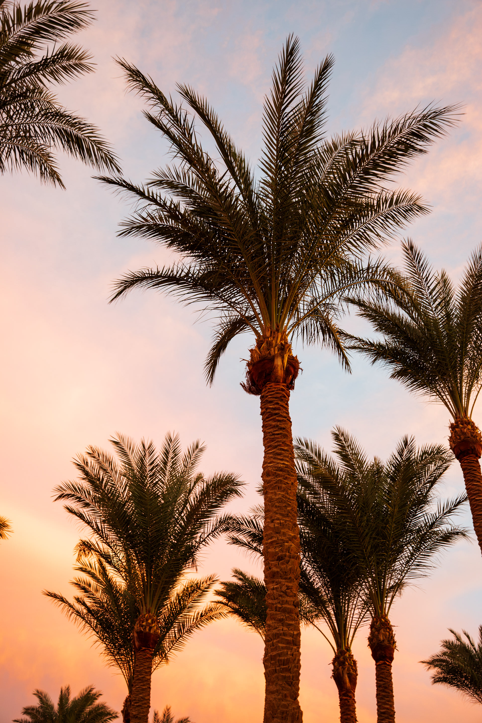 Palmen in der Makadi-Bucht