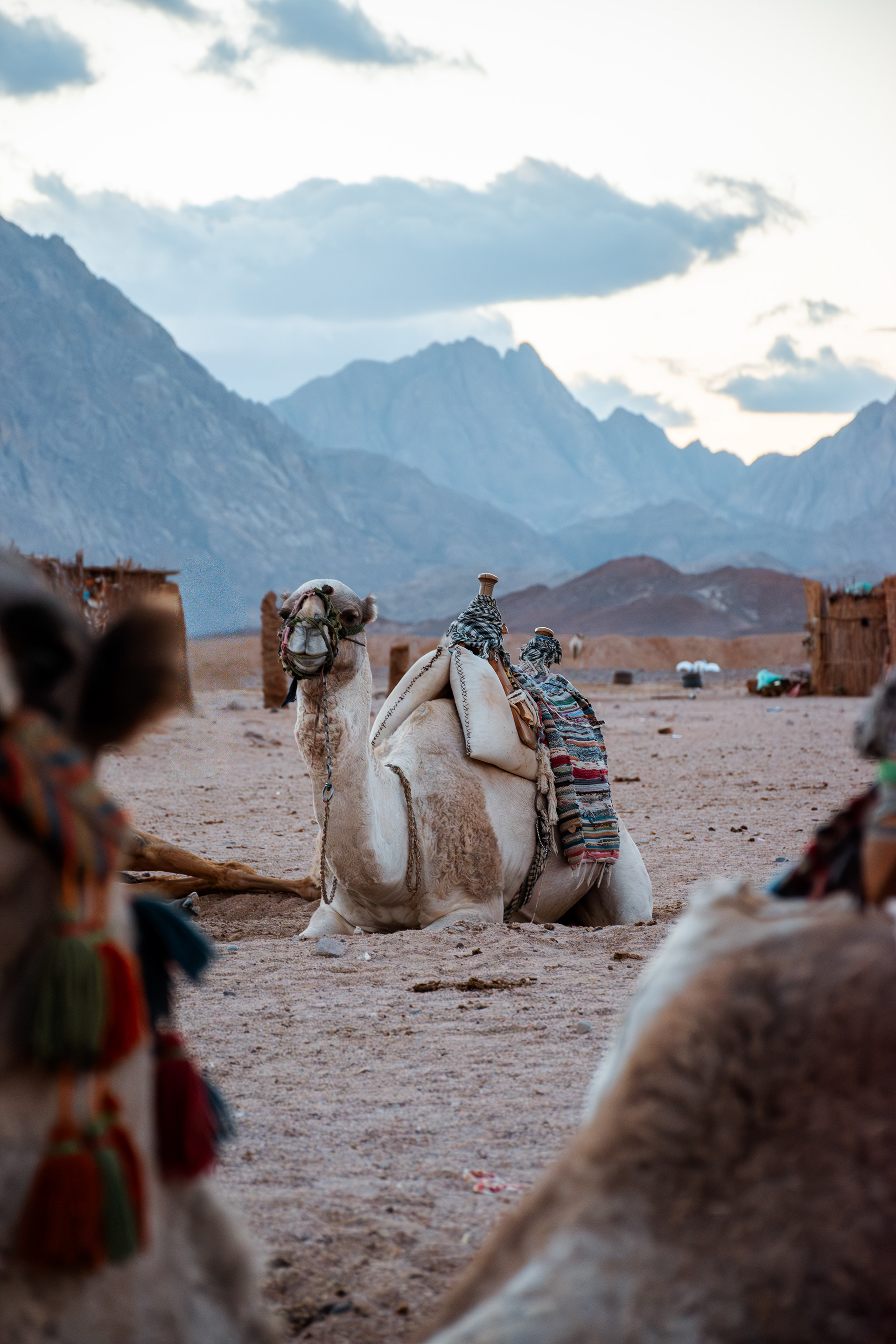 Kamele im Beduidendorf