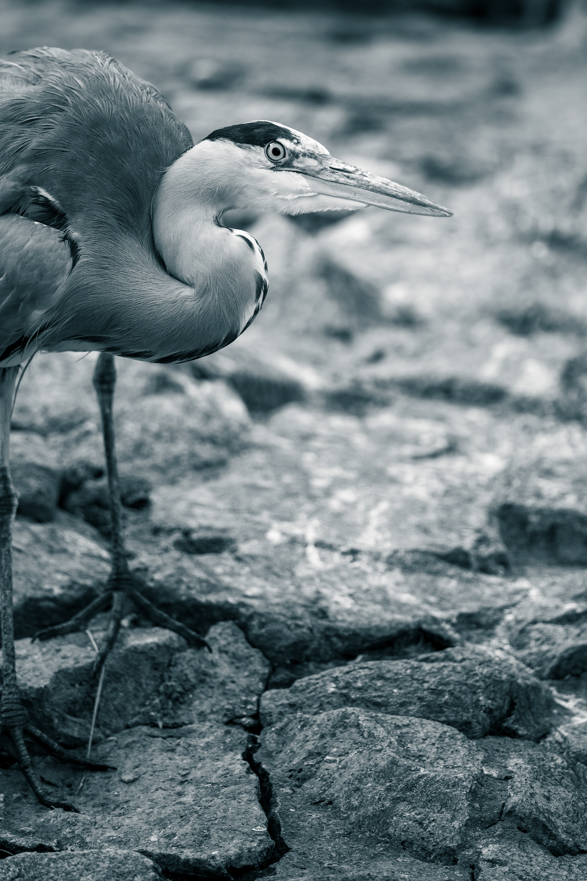 Er zögert. Ich auch.