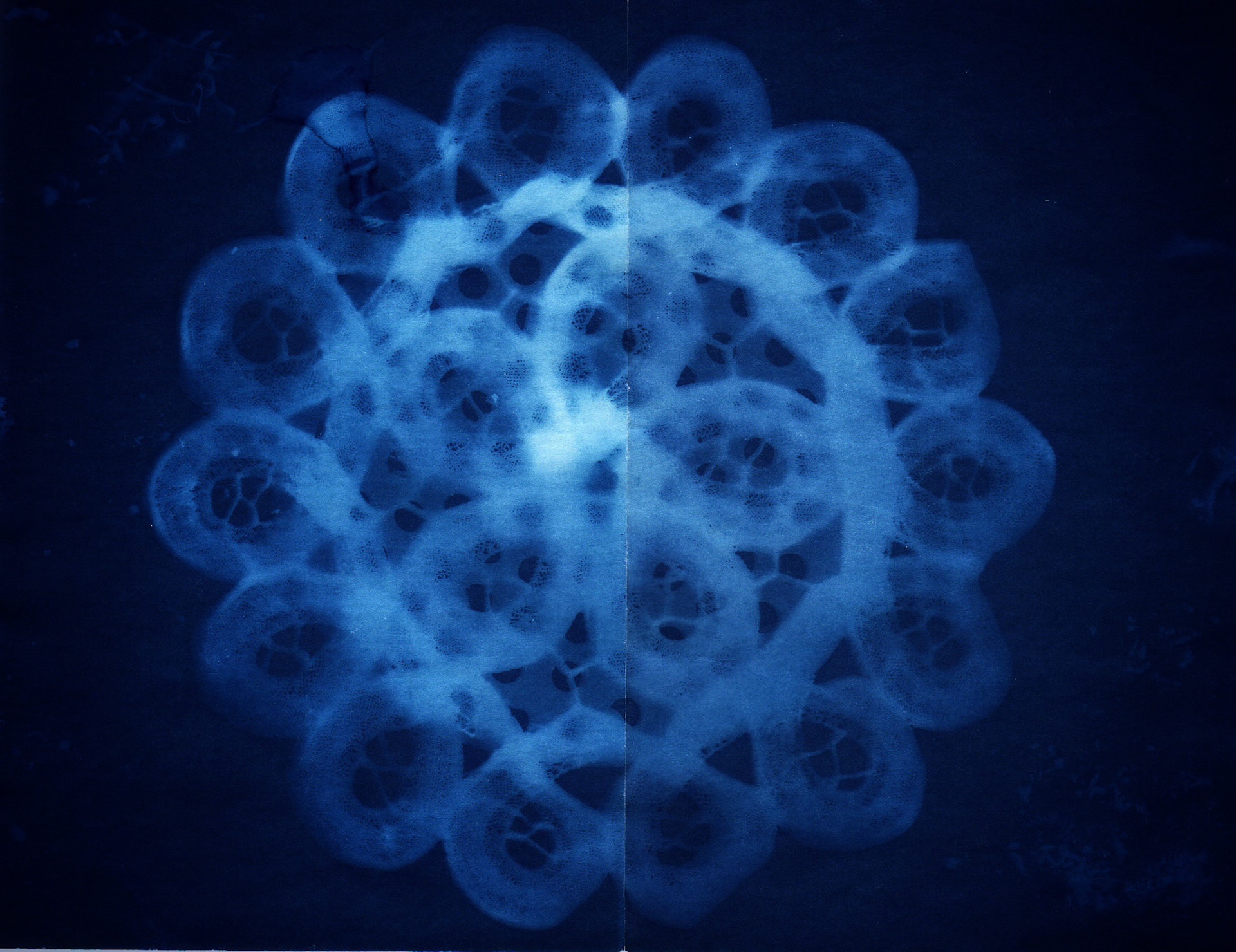 cyanotype