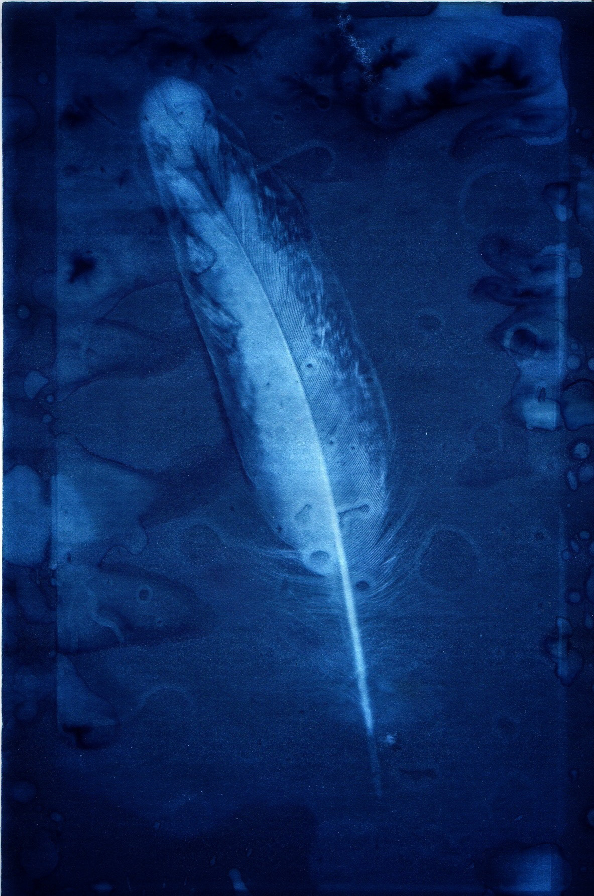 cyanotype