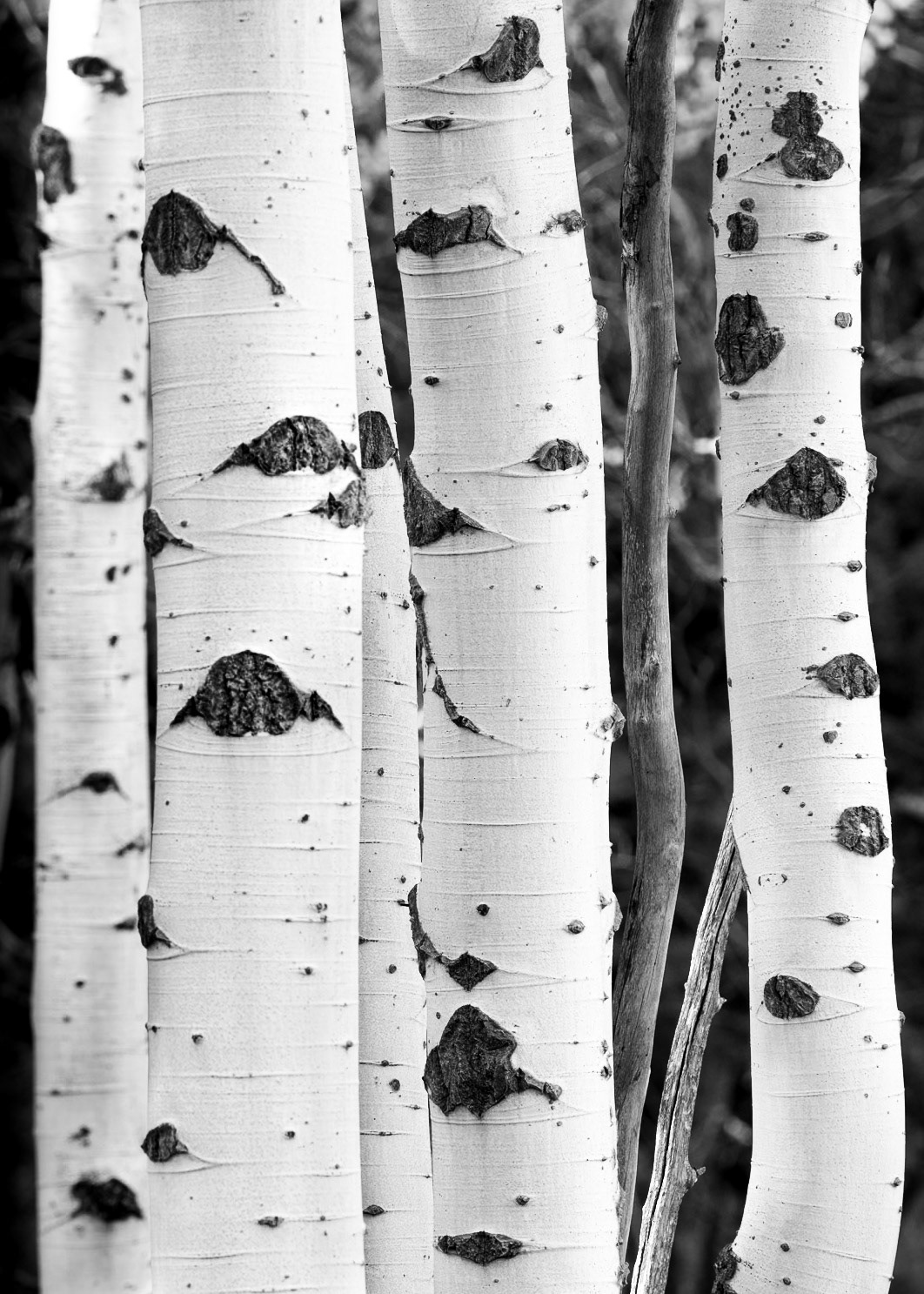 Conversations in Fall