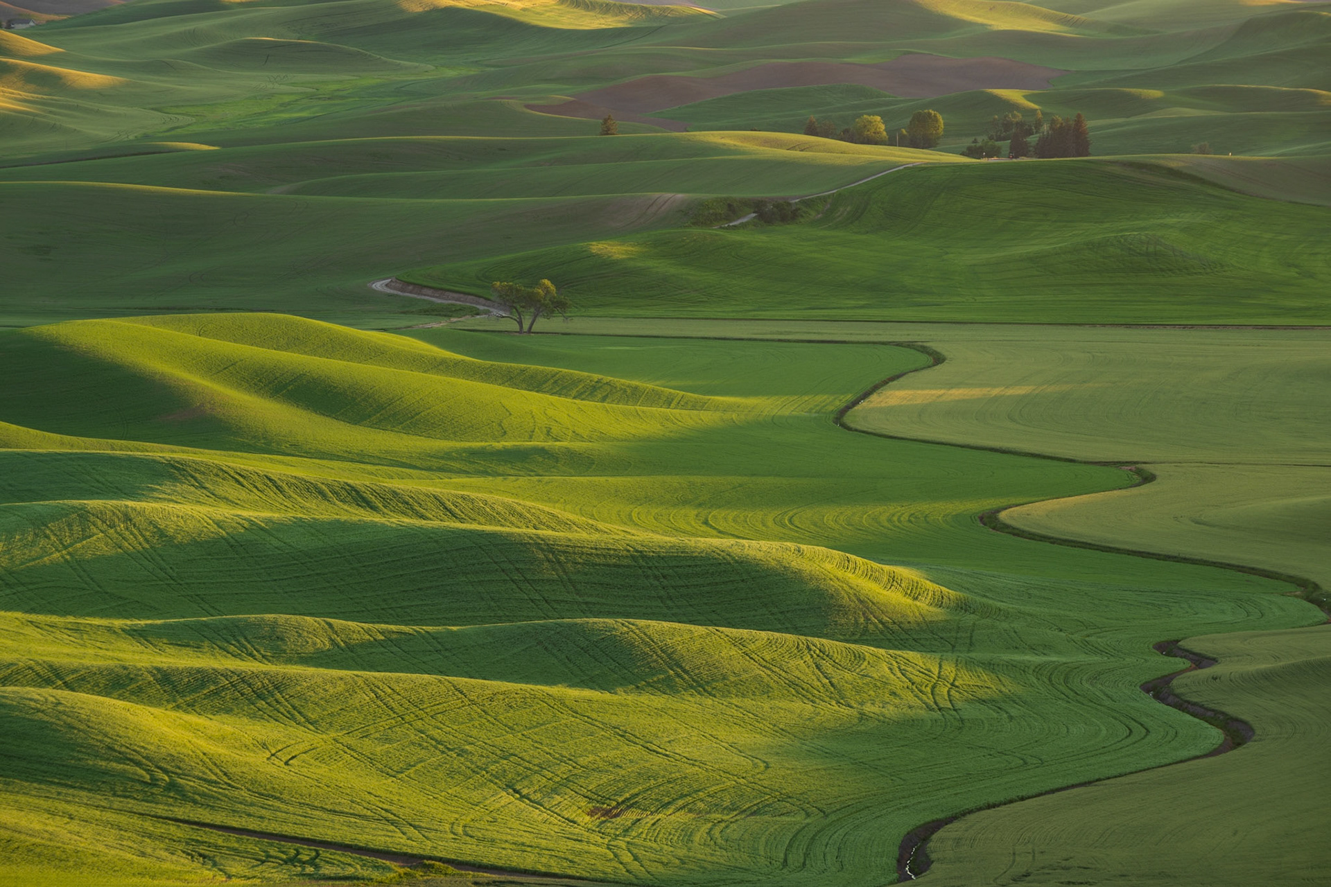 Daniel Gregory - Palouse