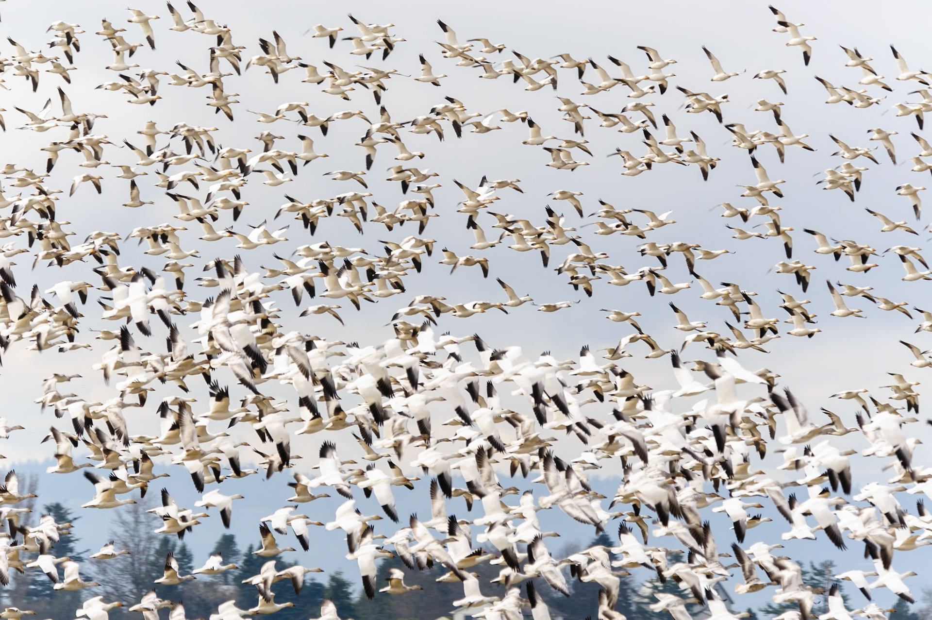 Snow geese and wildlife from Skagit Valley, Wa