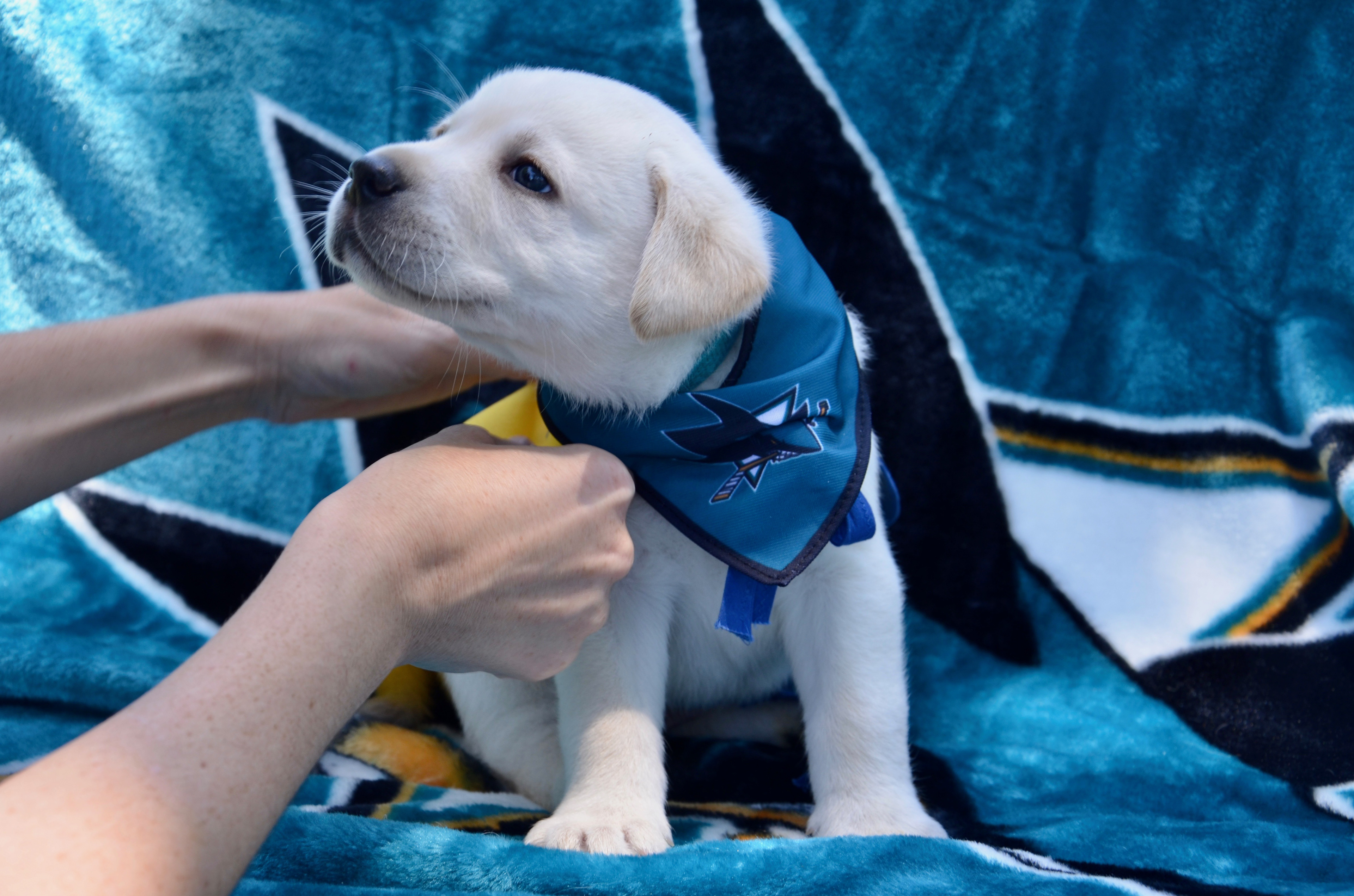 2019 Sharks Pup- Finn