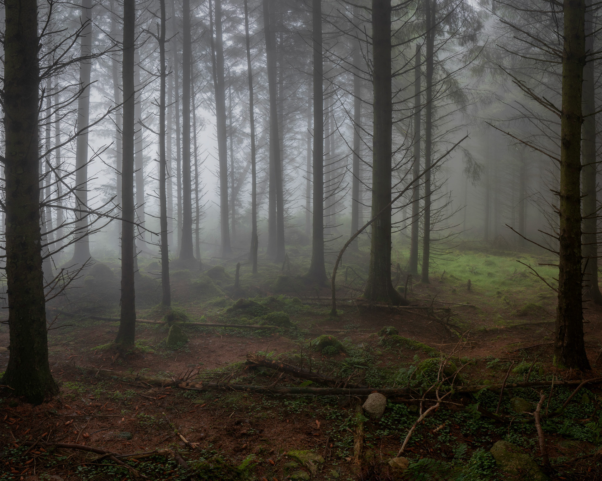 Mist in Ticknock Forest