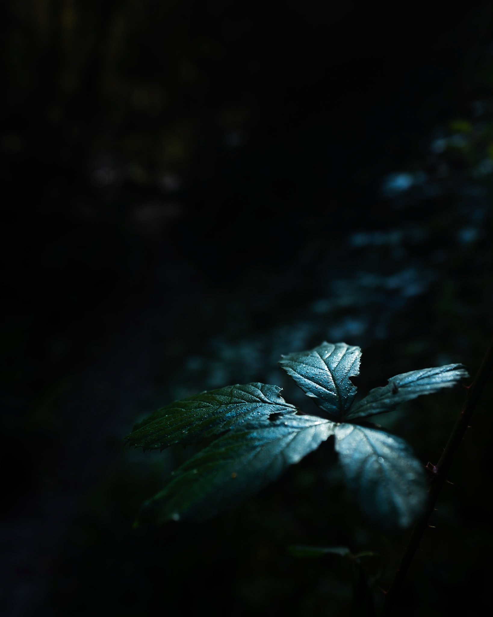 Shot at the Devil's Glen Forest in Wicklow