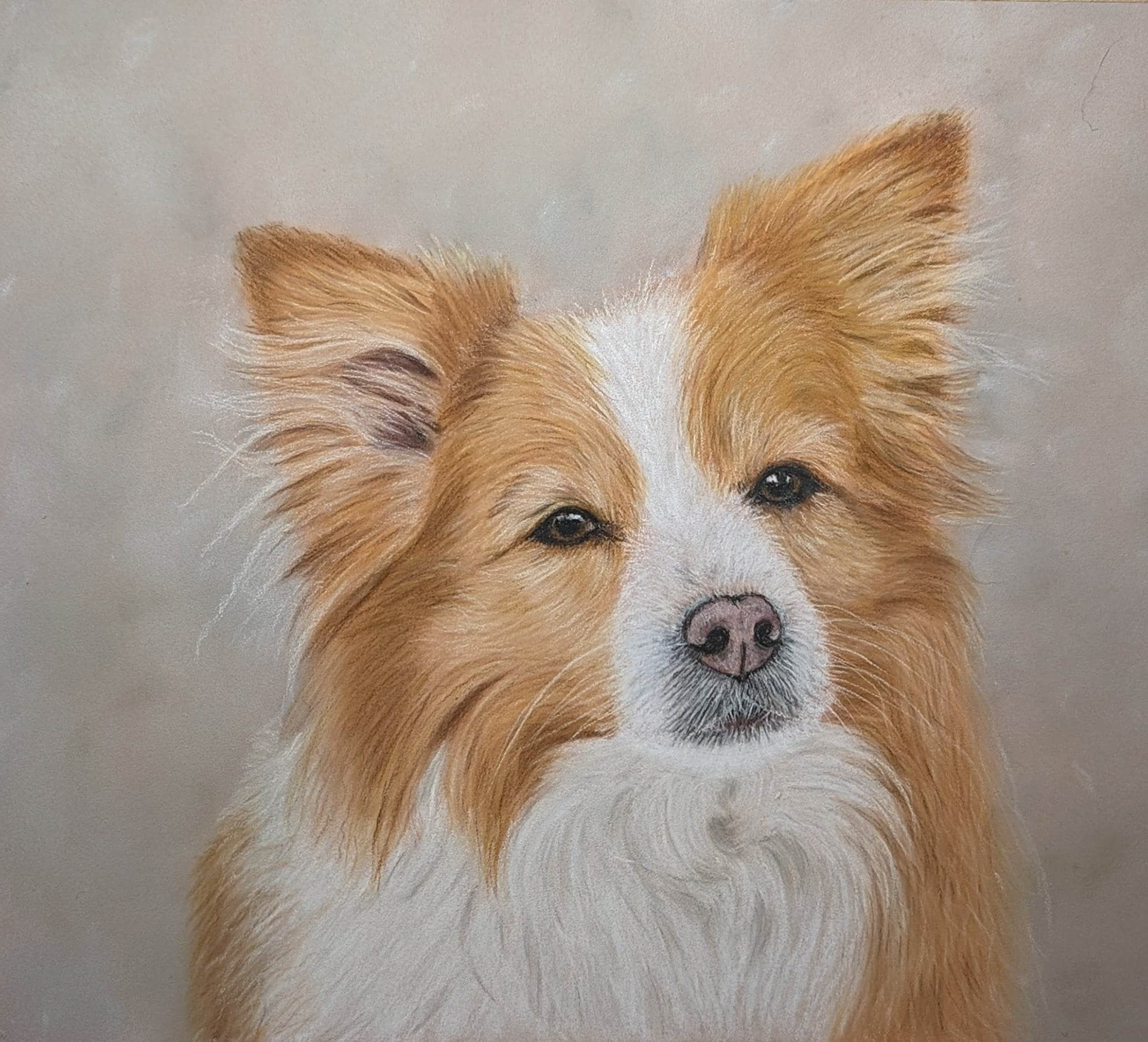 Bordercollie Nala - 24 x 30 cm