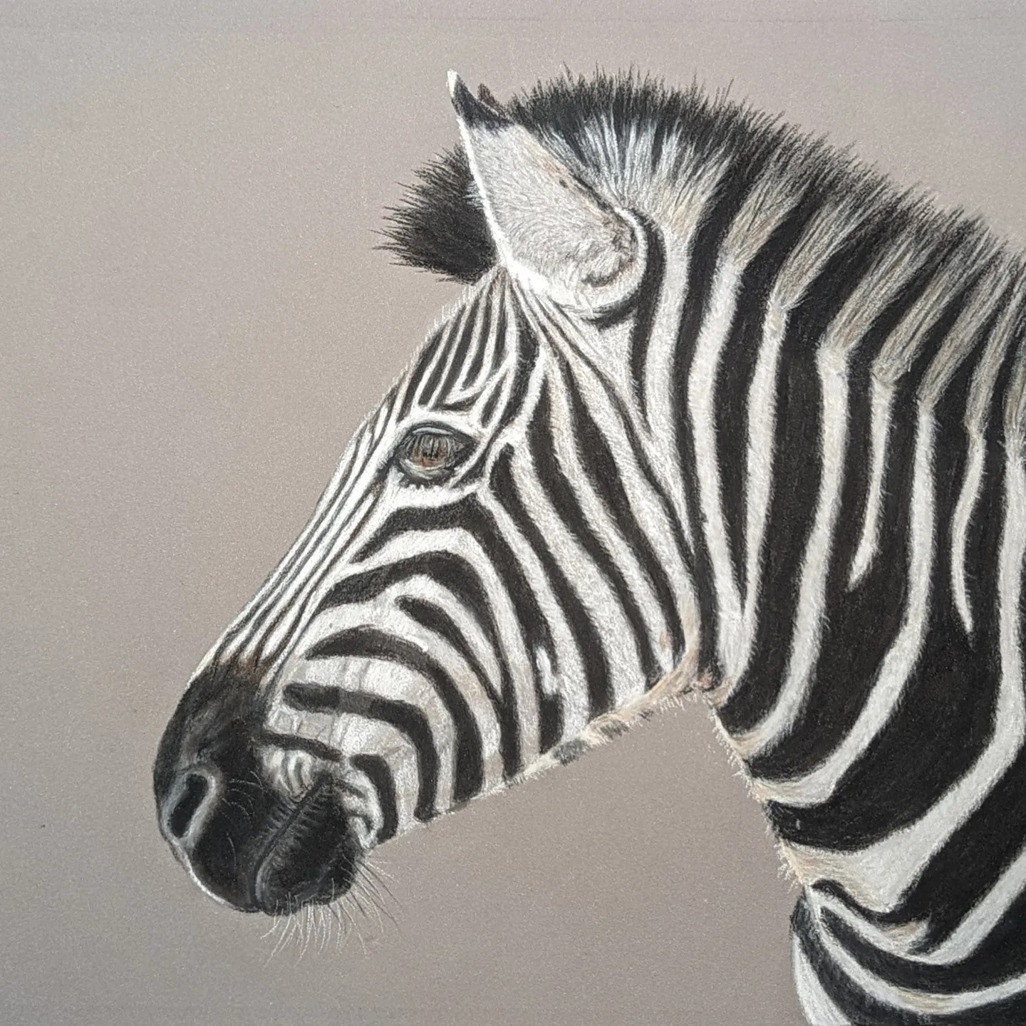 Zebra 24 x 30 cm